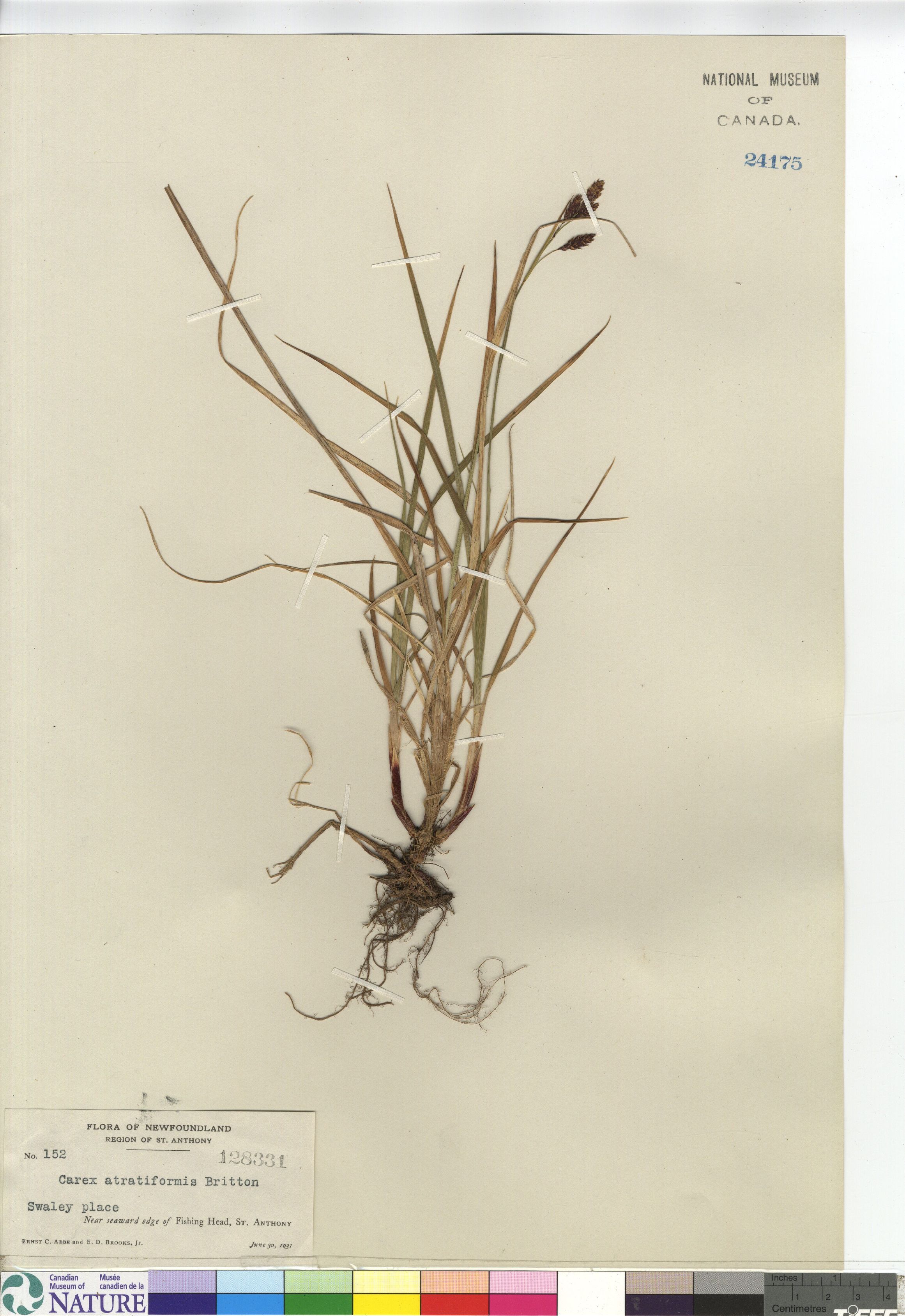 Carex atratiformis image