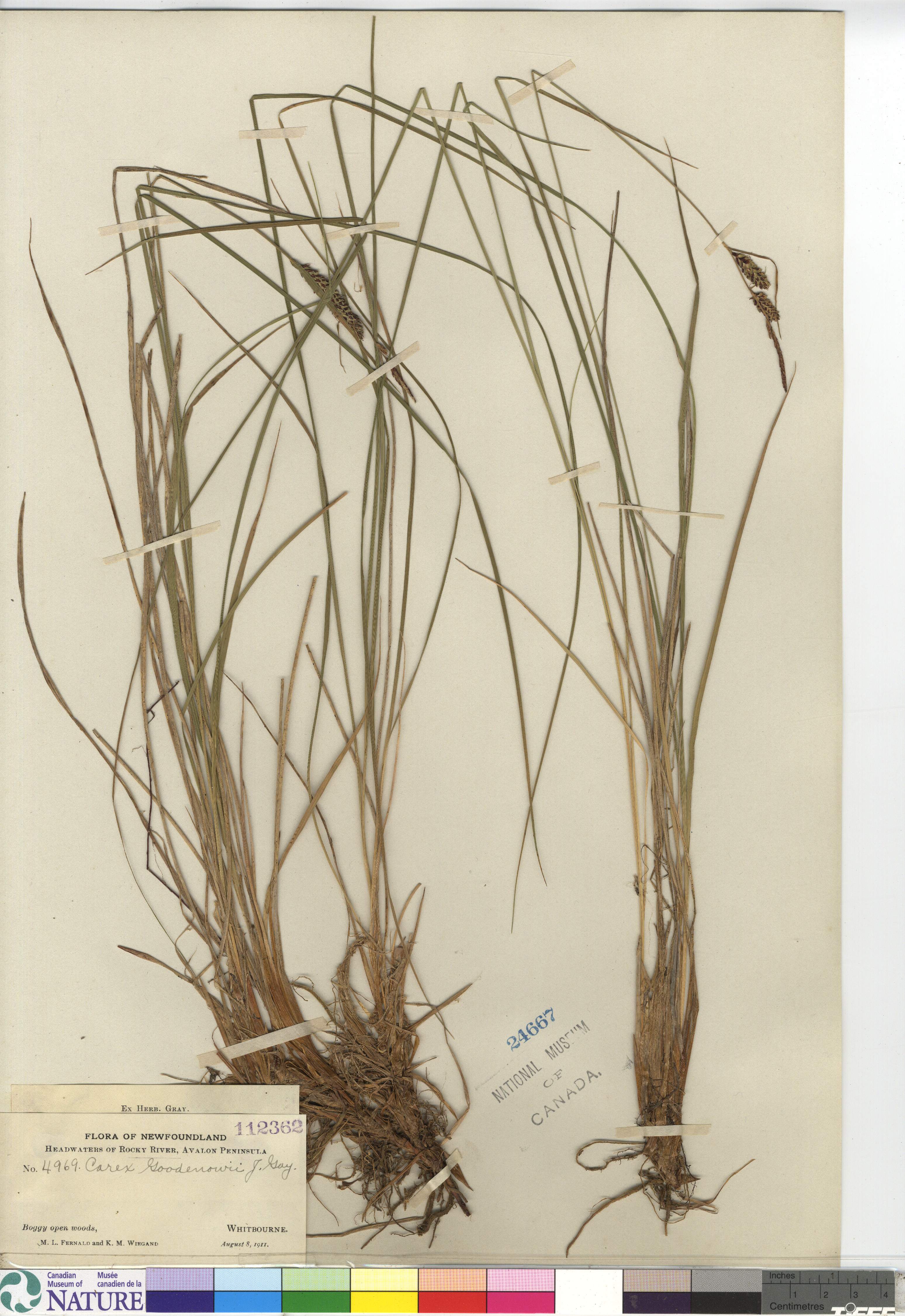 Carex goodenowii image