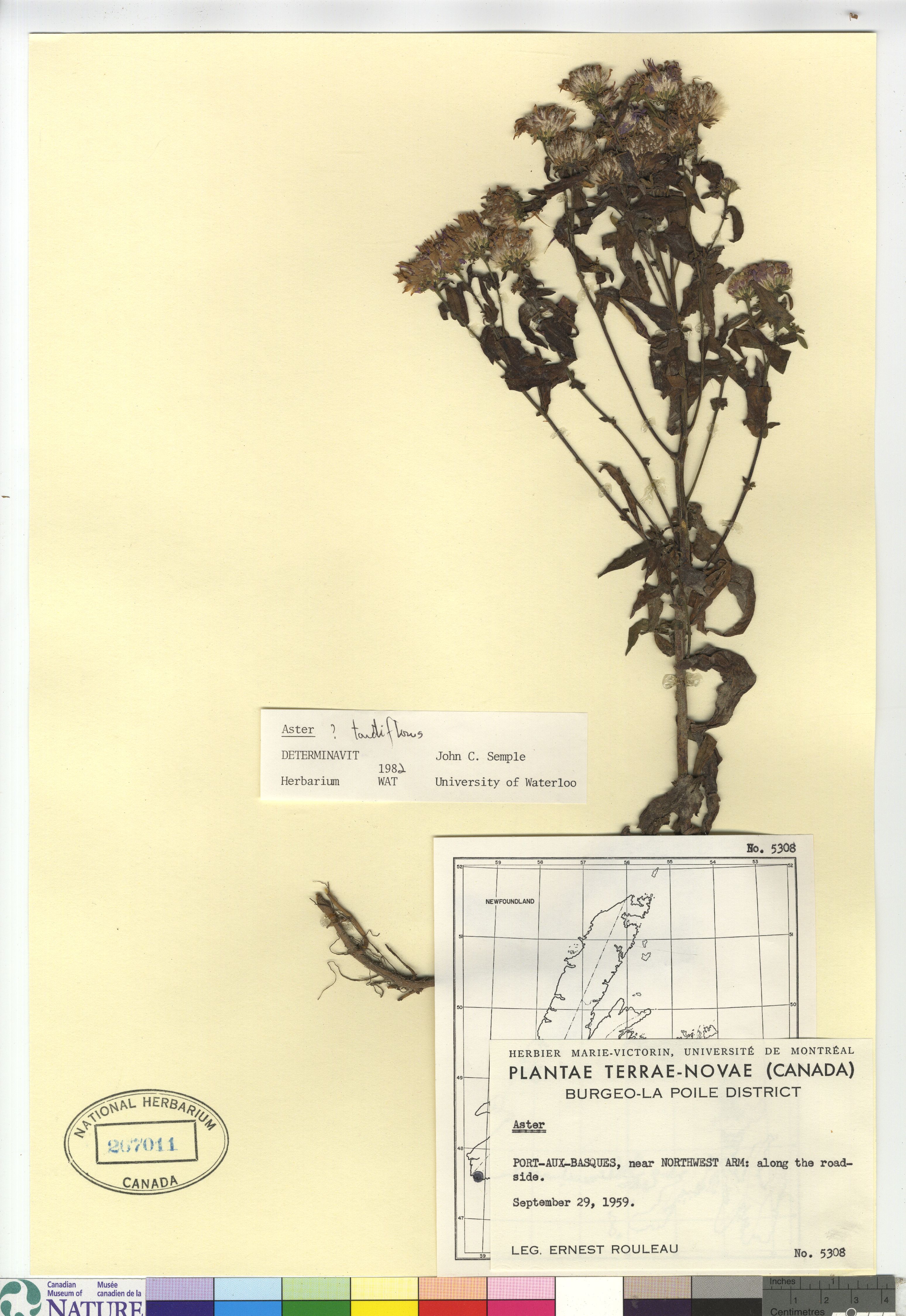 Aster tardiflorus image