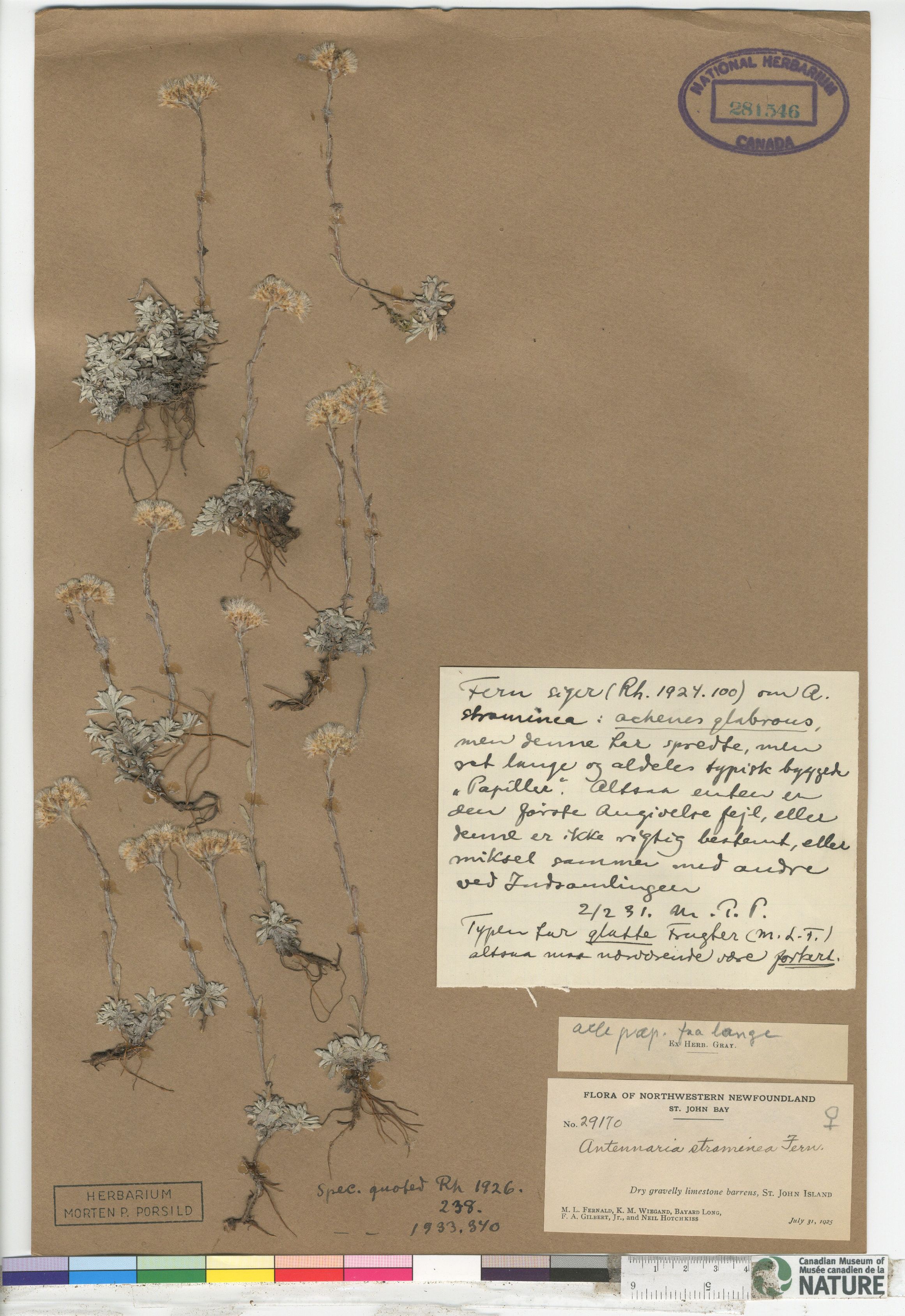 Antennaria rosea subsp. pulvinata image