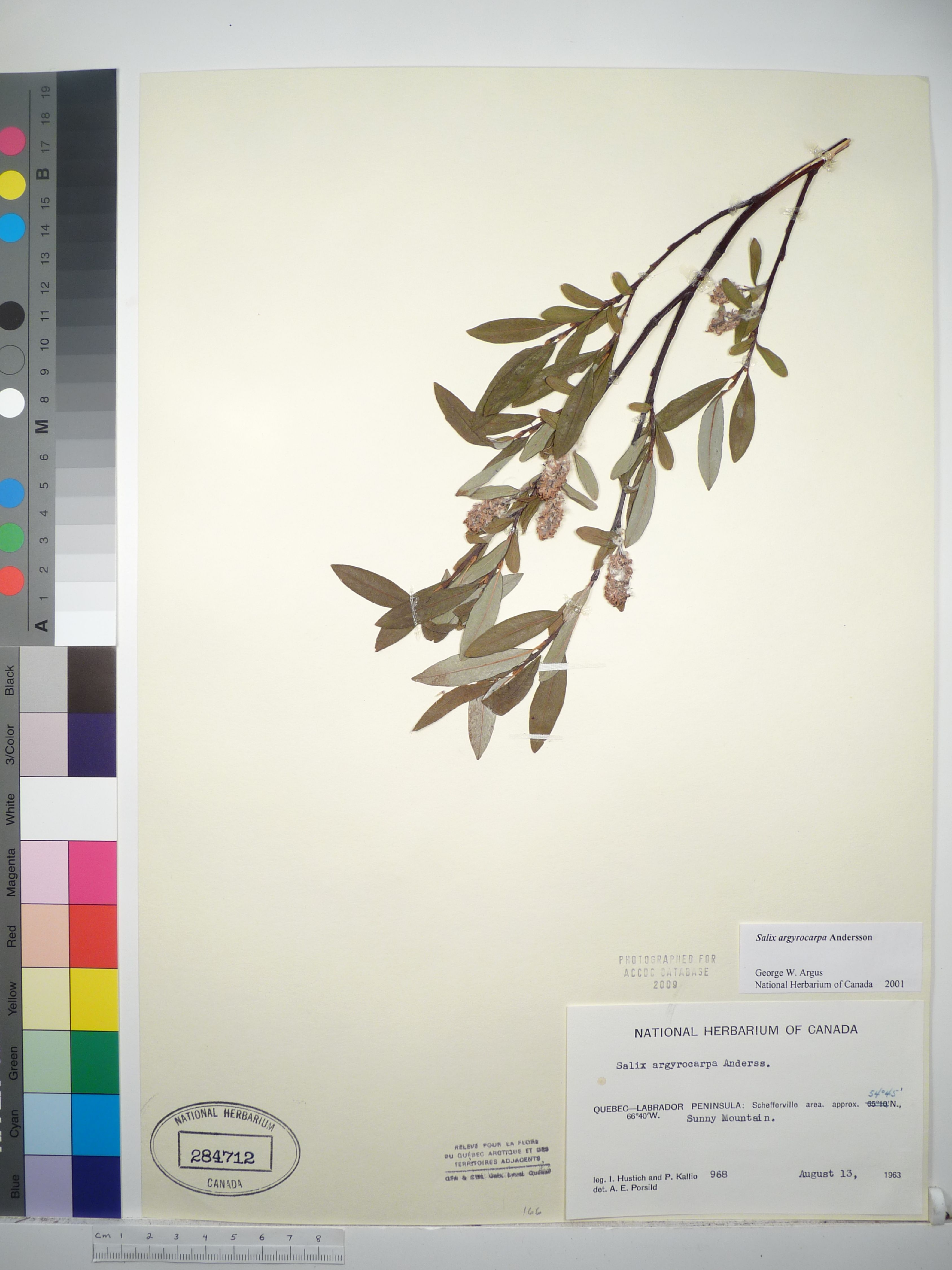 Salix argyrocarpa image