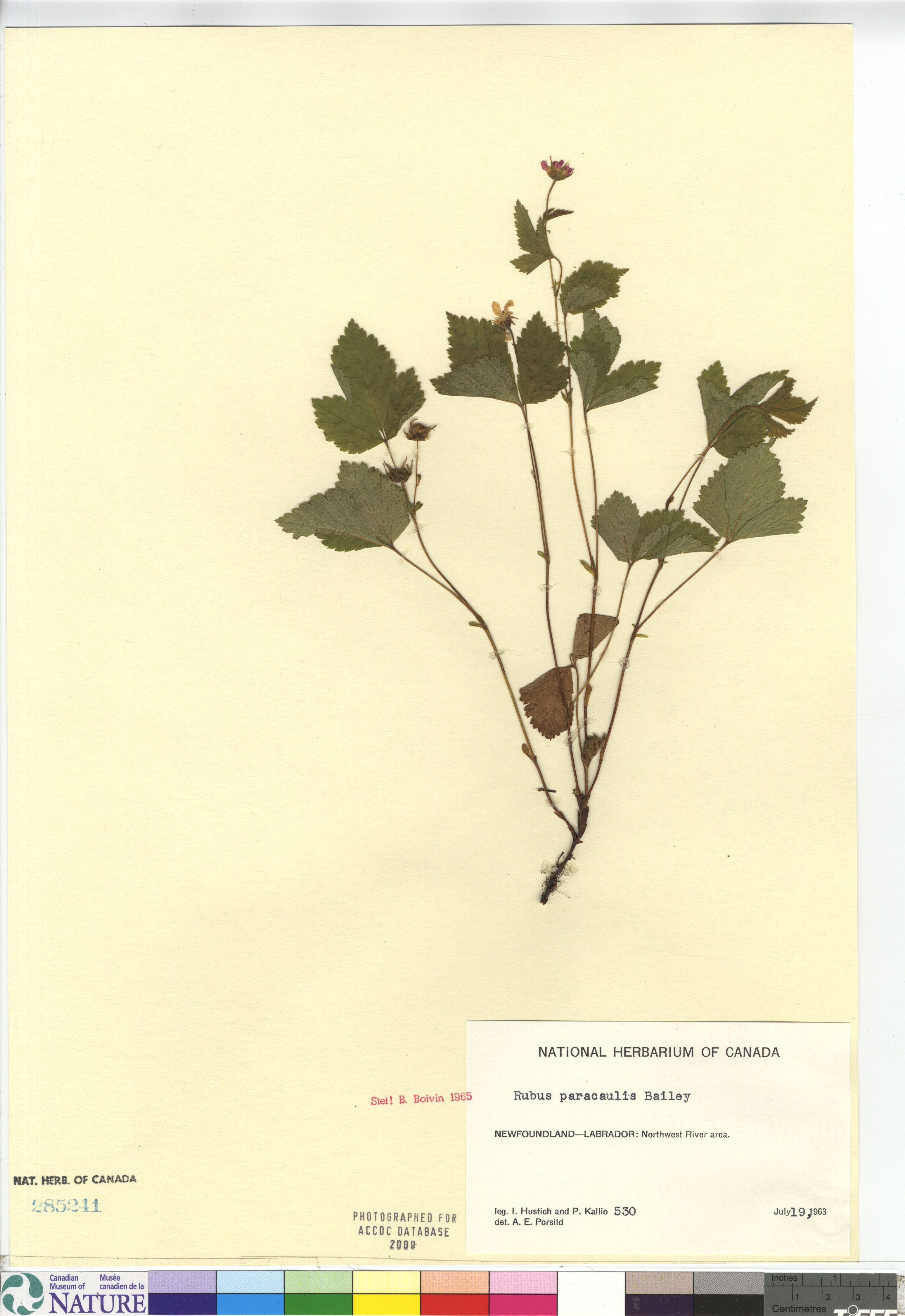 Rubus paracaulis image