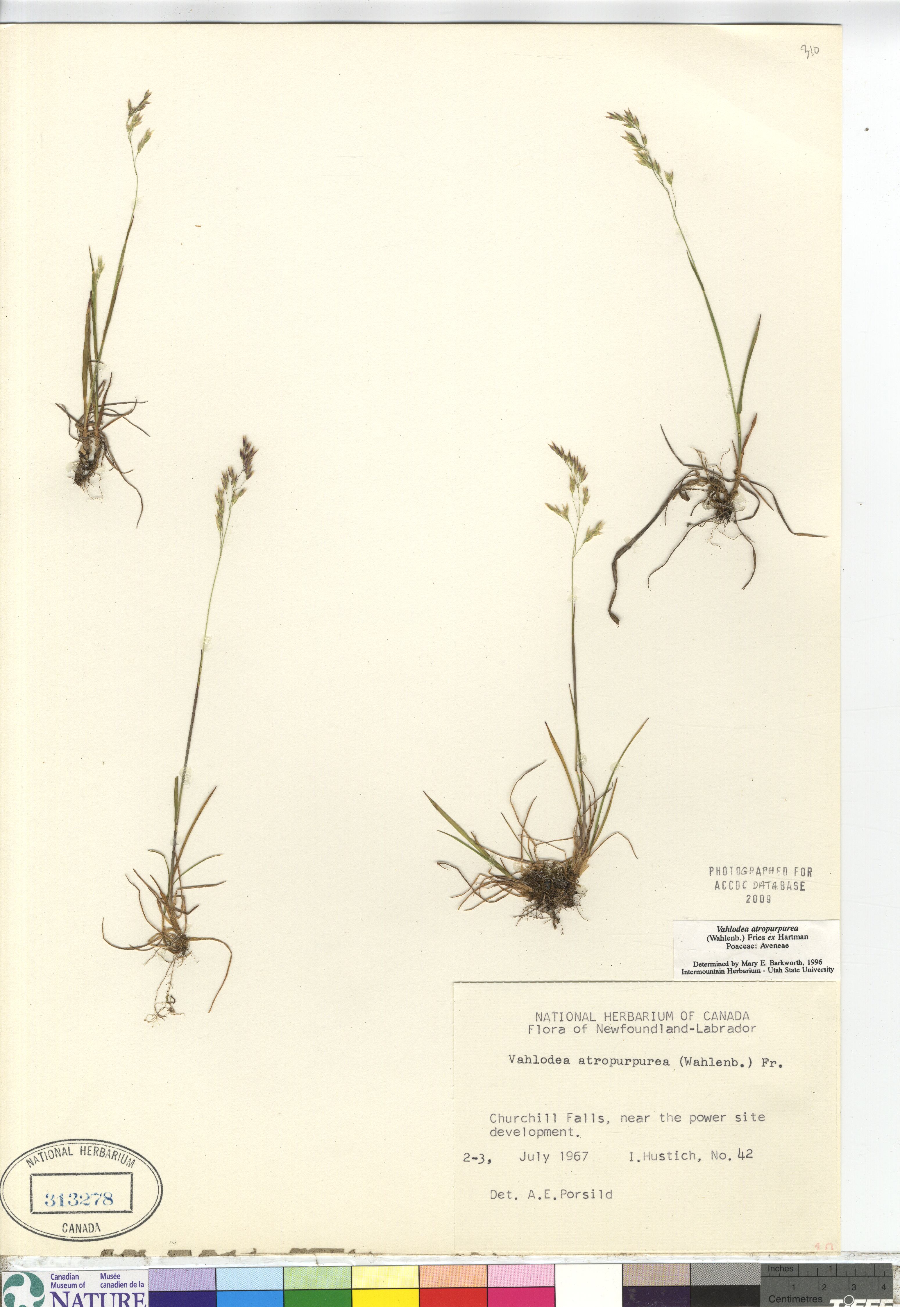Vahlodea atropurpurea image