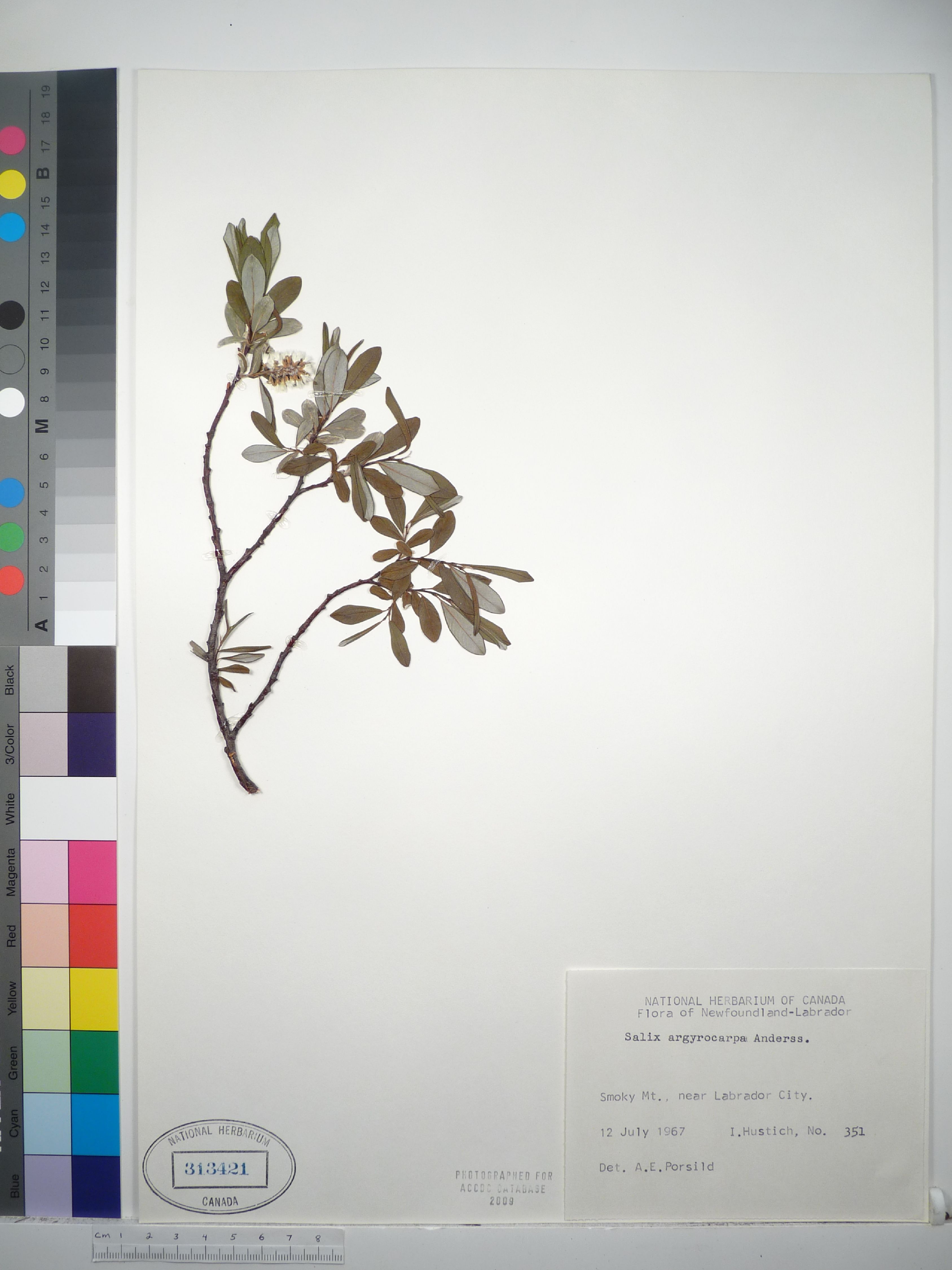 Salix argyrocarpa image