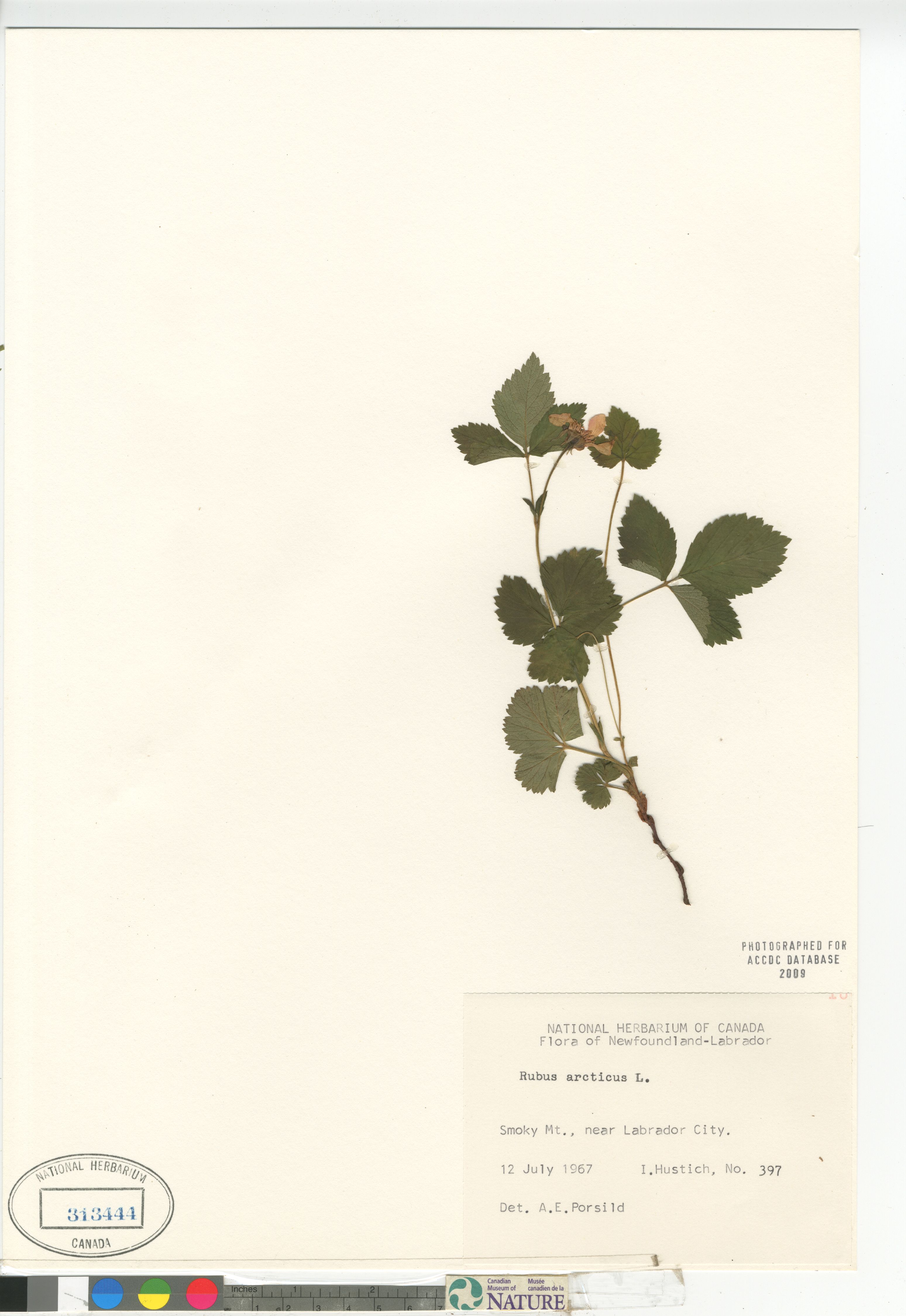 Rubus arcticus image