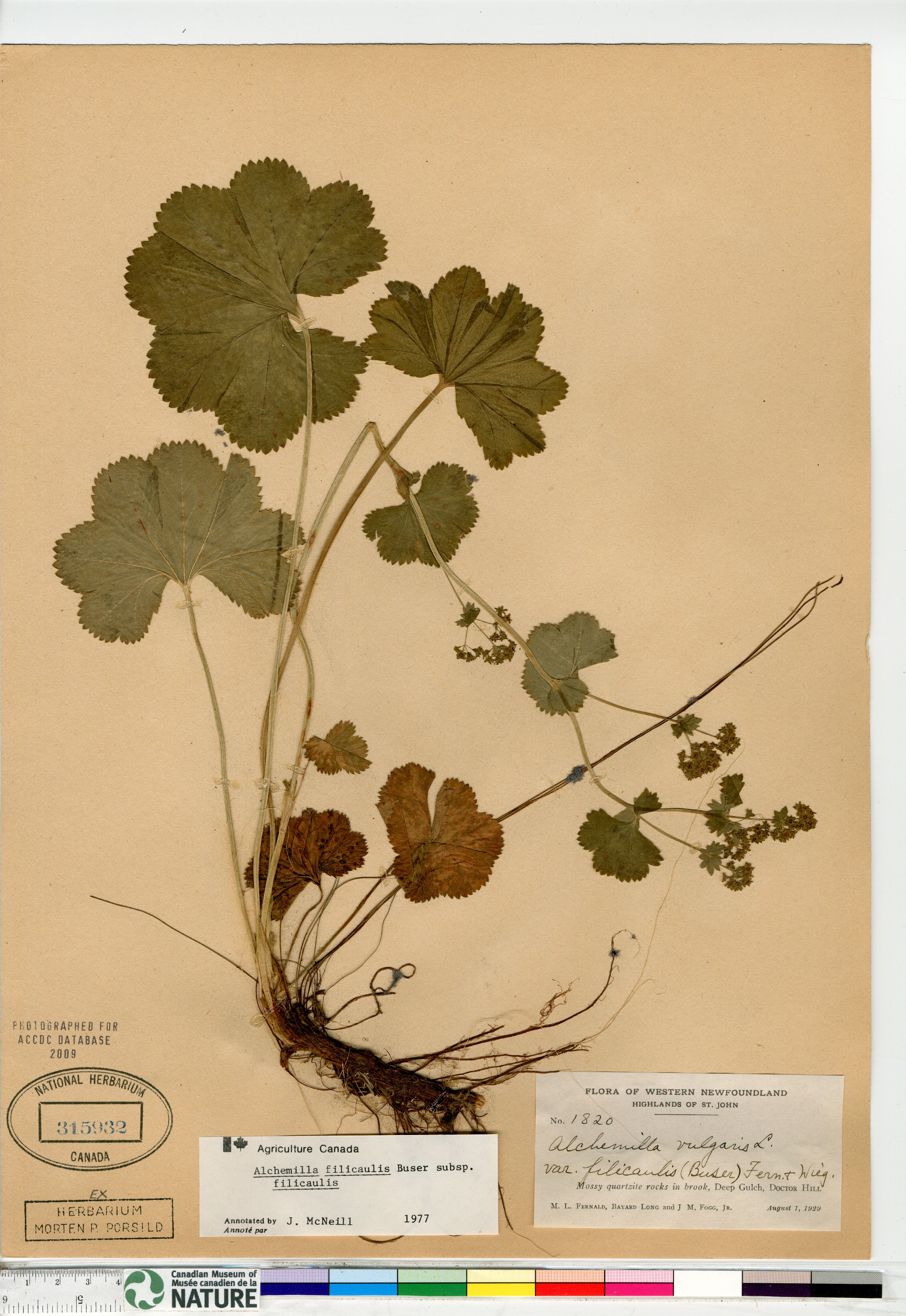 Alchemilla filicaulis image