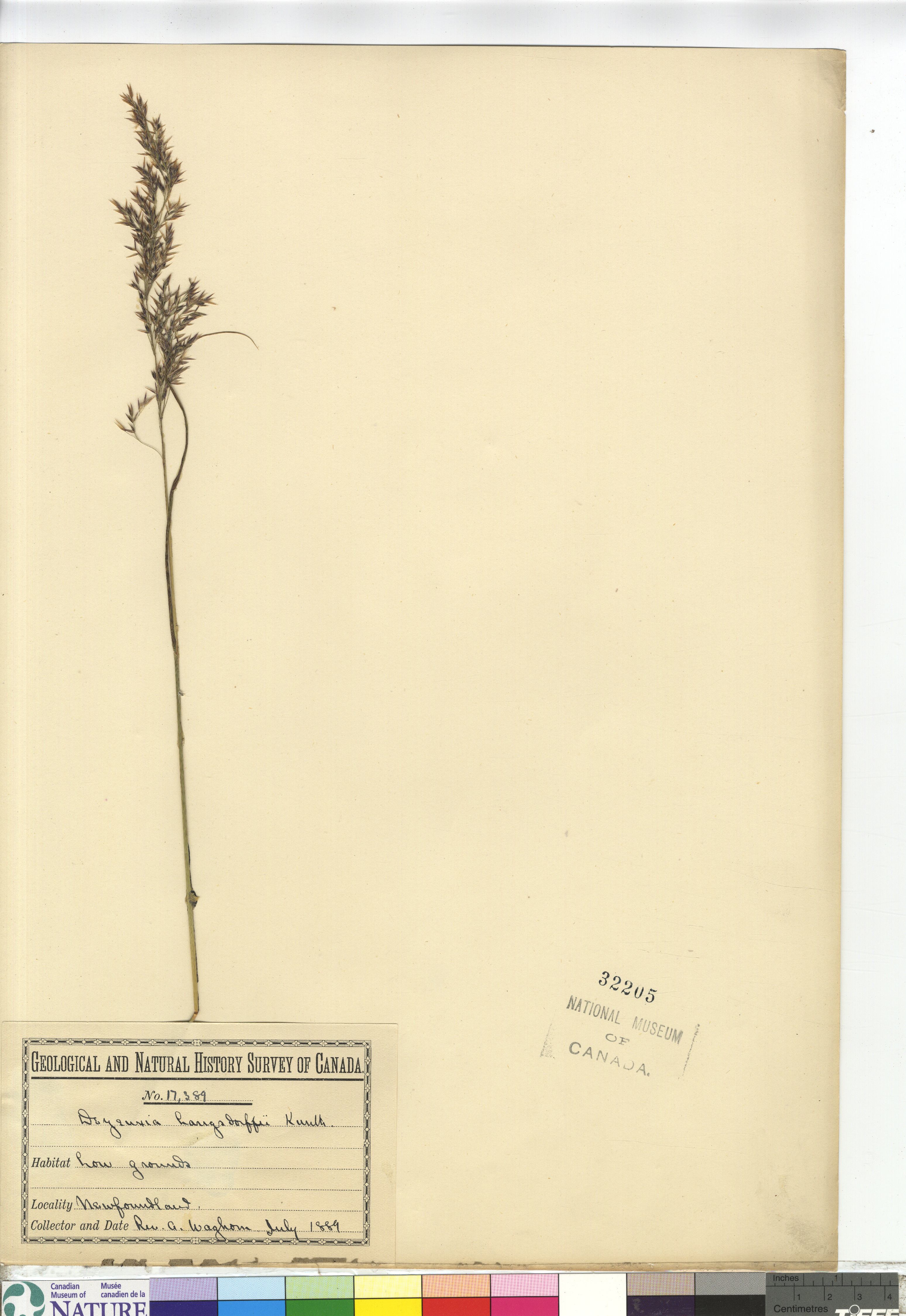 Calamagrostis canadensis var. langsdorffii image