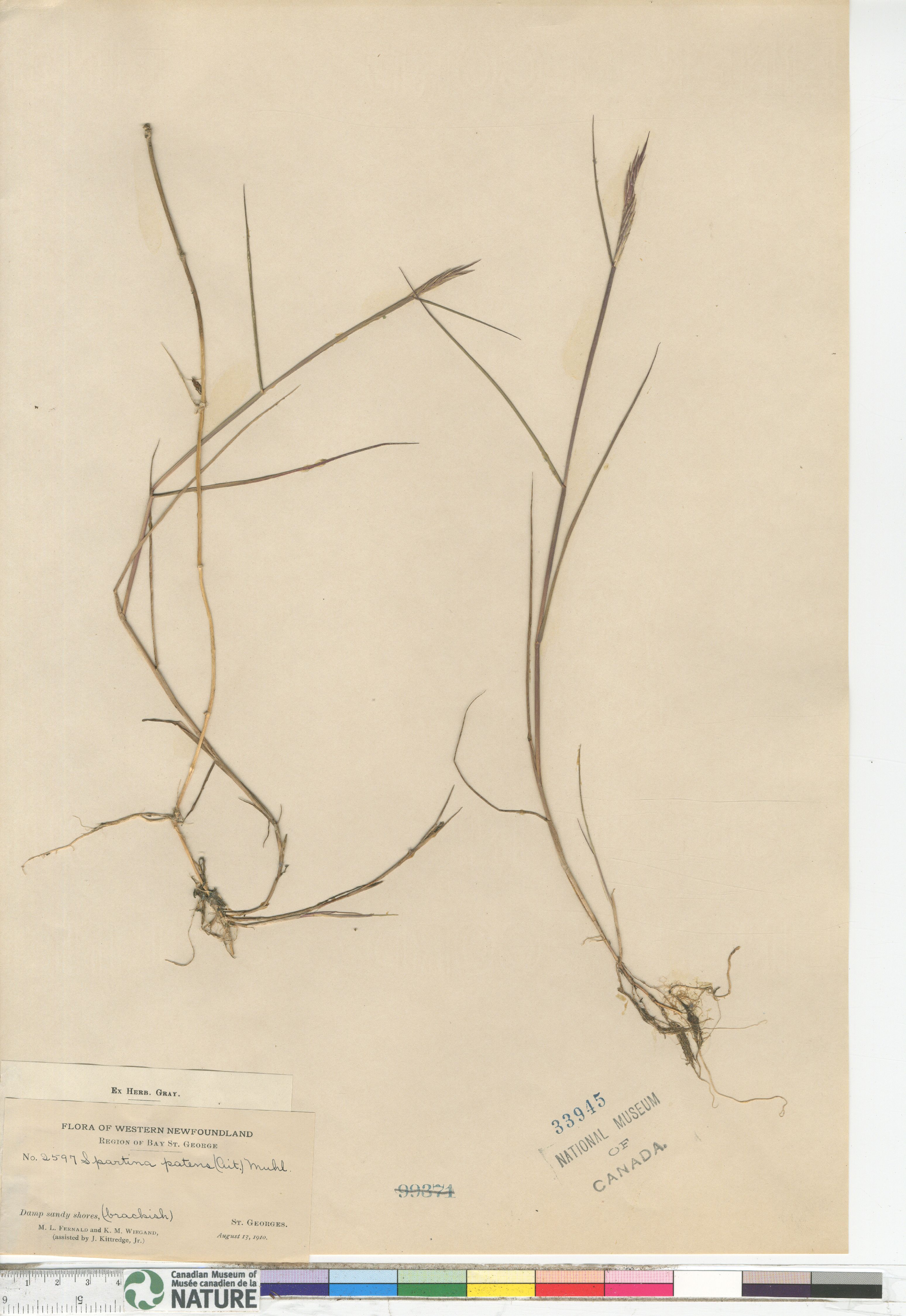 Sporobolus pumilus image