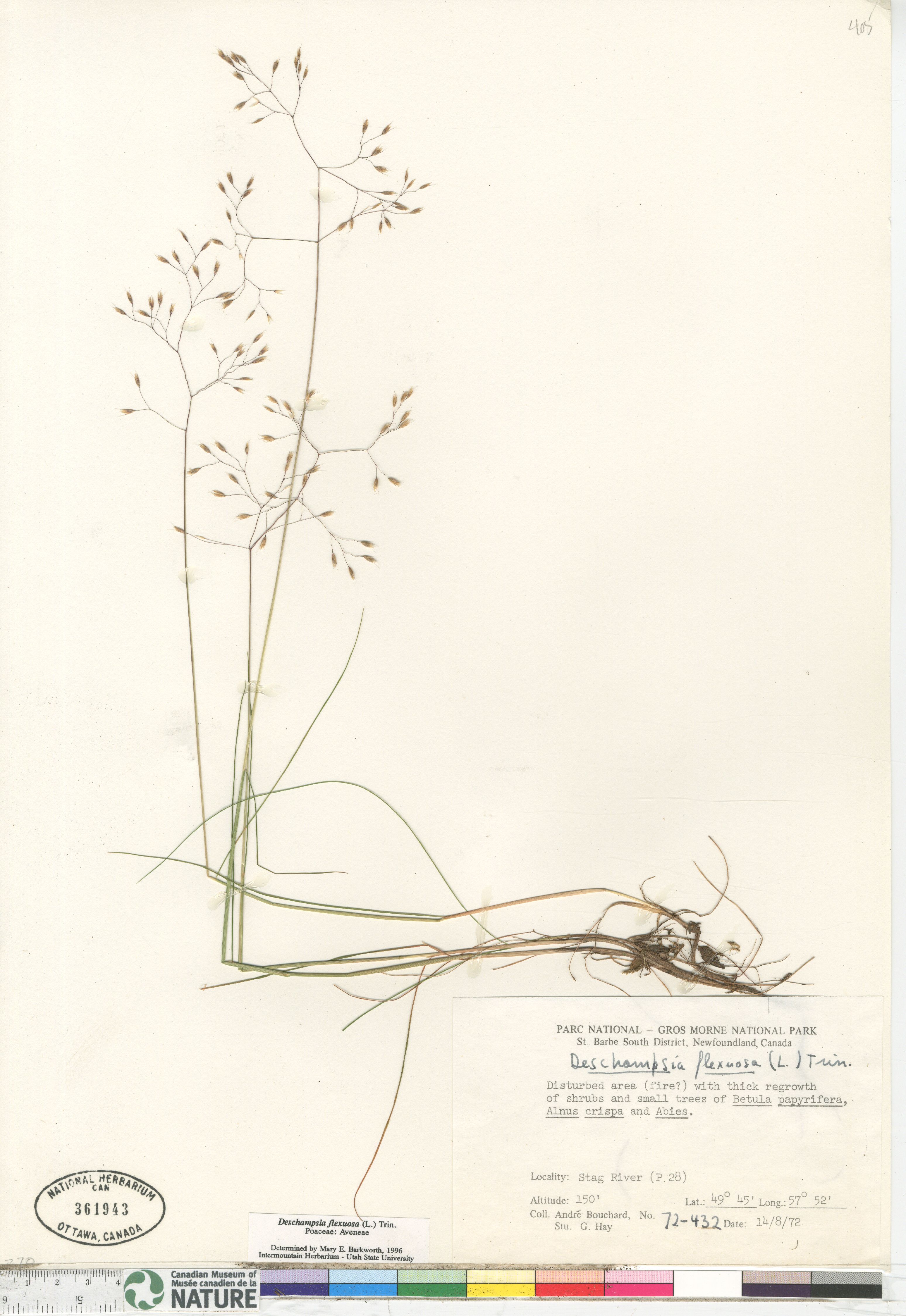 Avenella flexuosa image