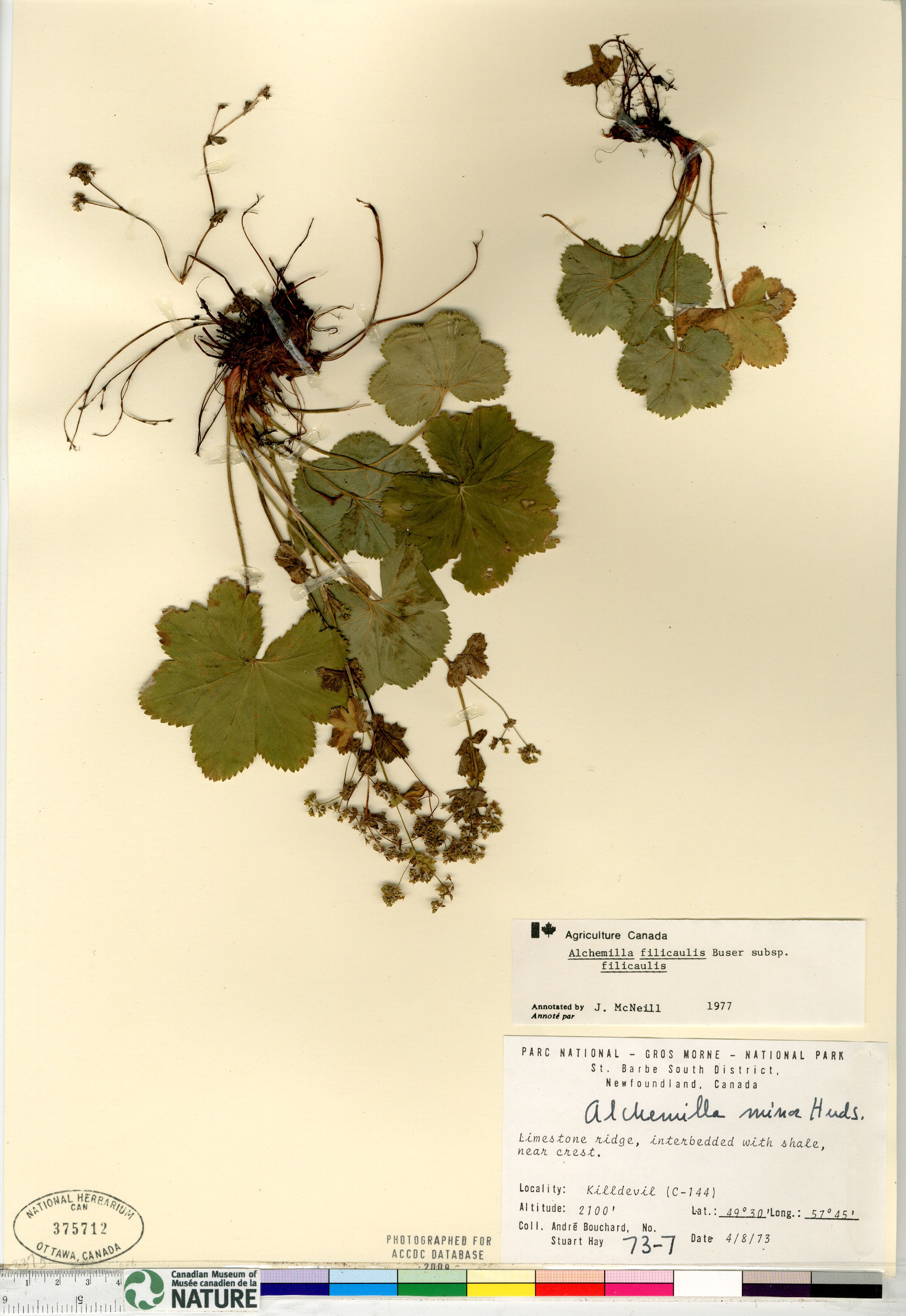 Alchemilla filicaulis subsp. filicaulis image