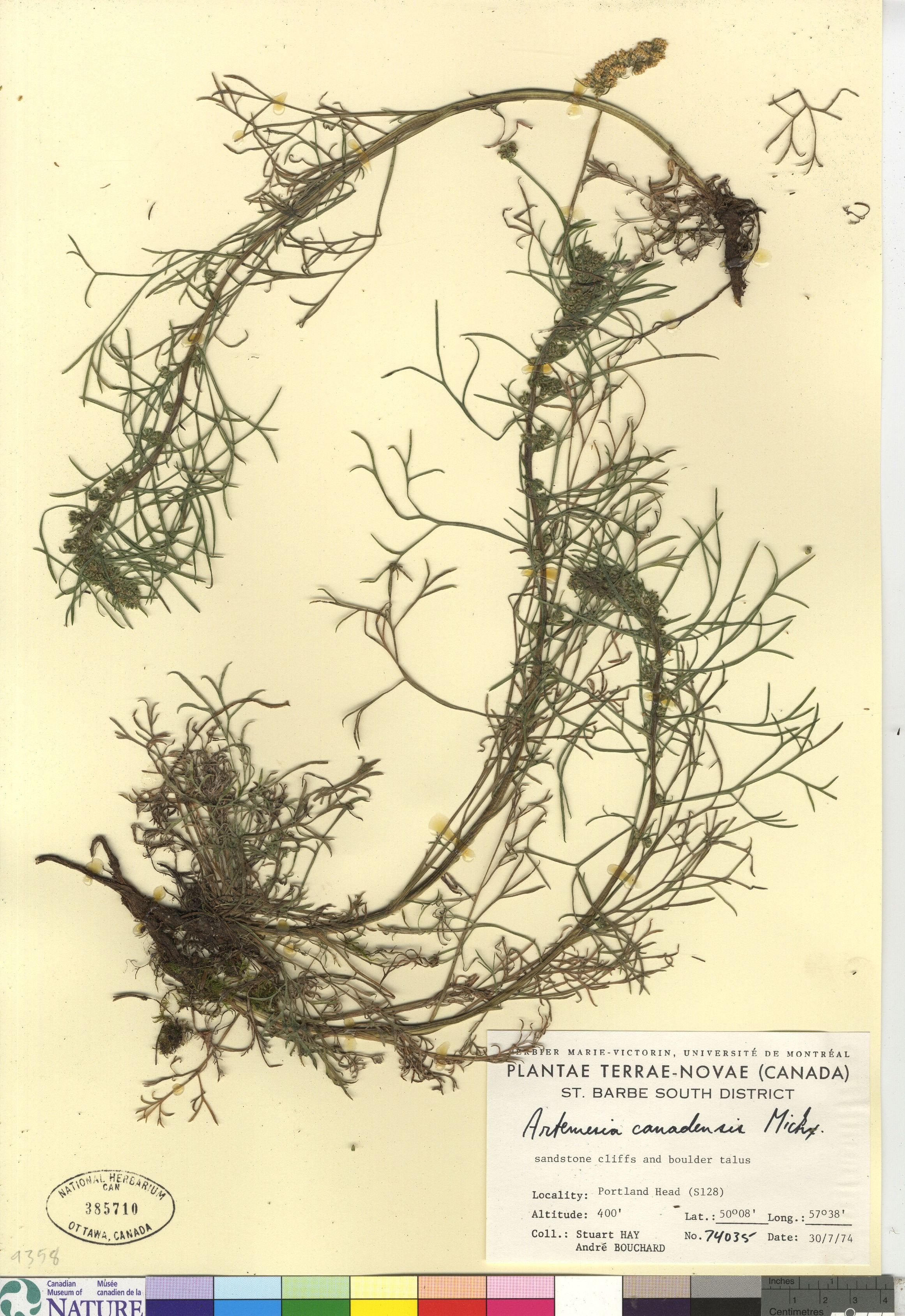 Artemisia canadensis image