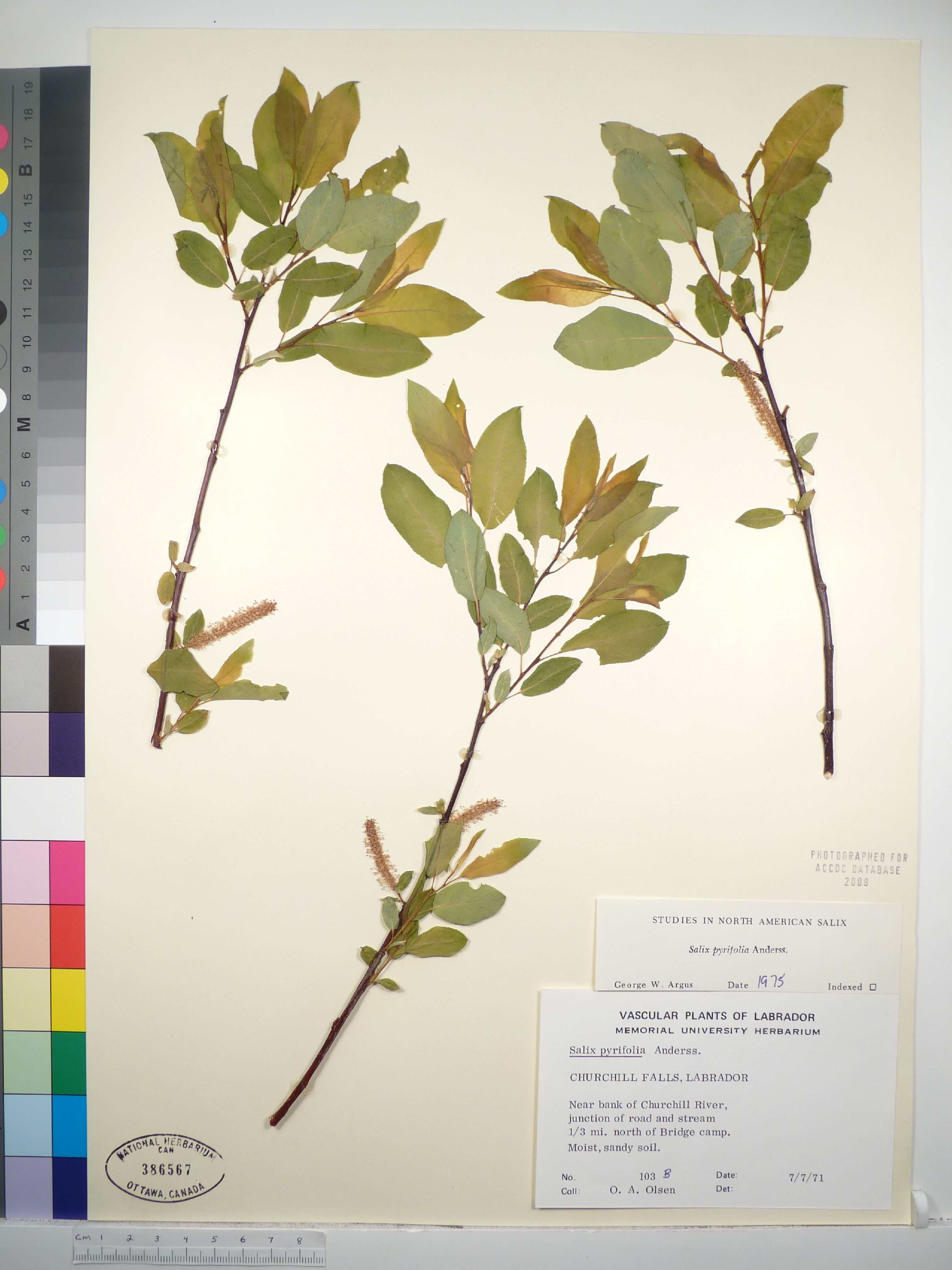 Salix pyrifolia image