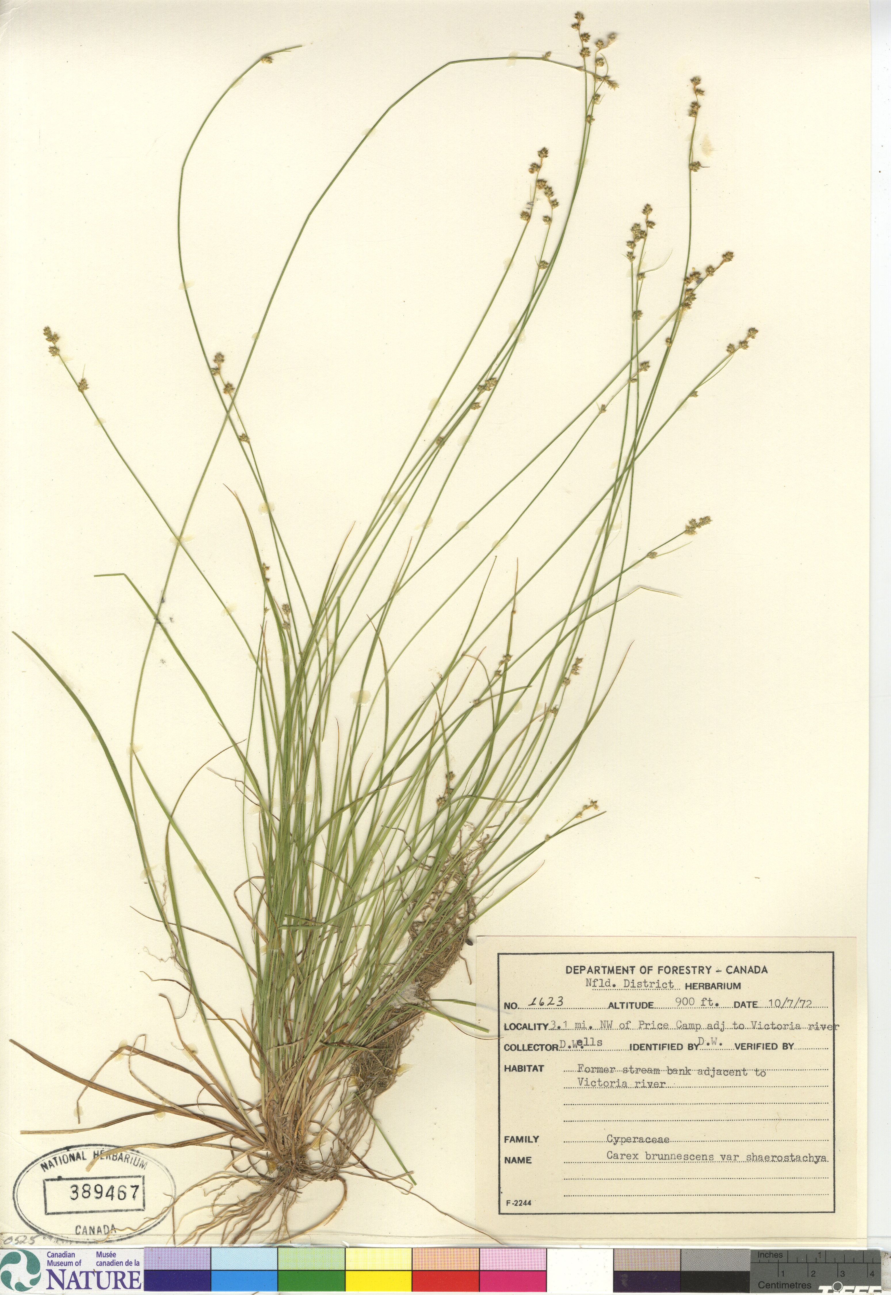 Carex brunnescens subsp. sphaerostachya image