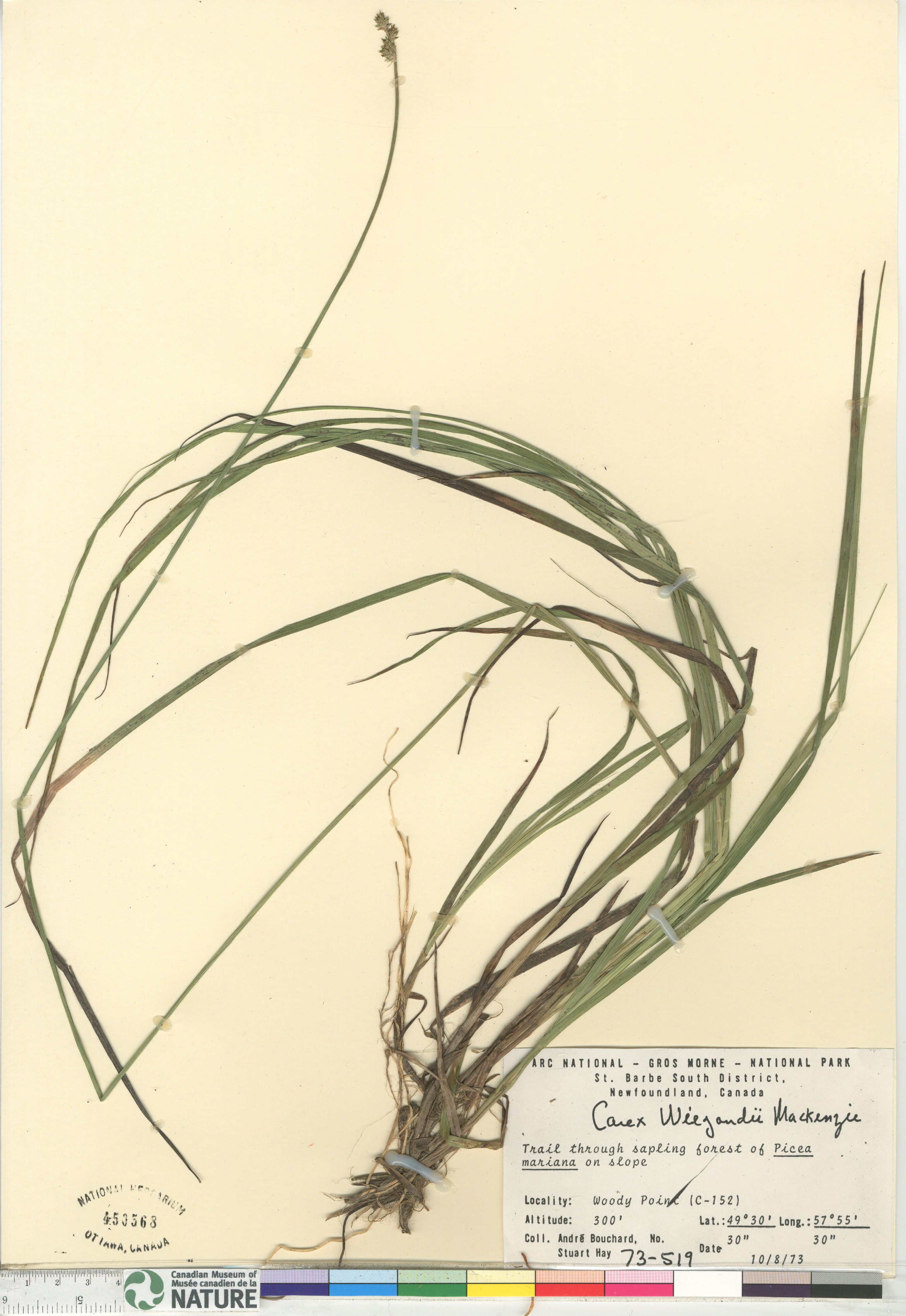 Carex wiegandii image