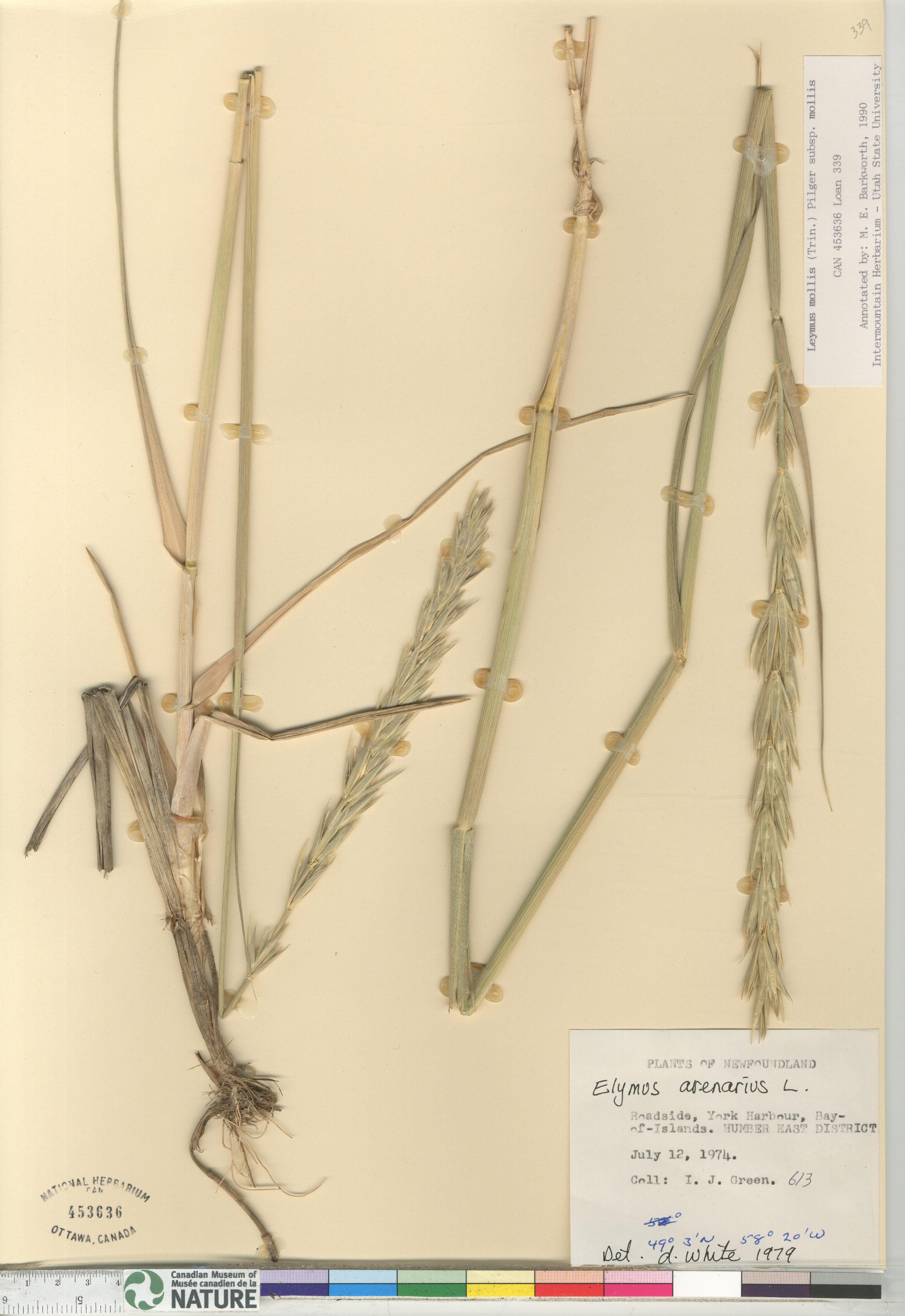 Leymus mollis subsp. mollis image
