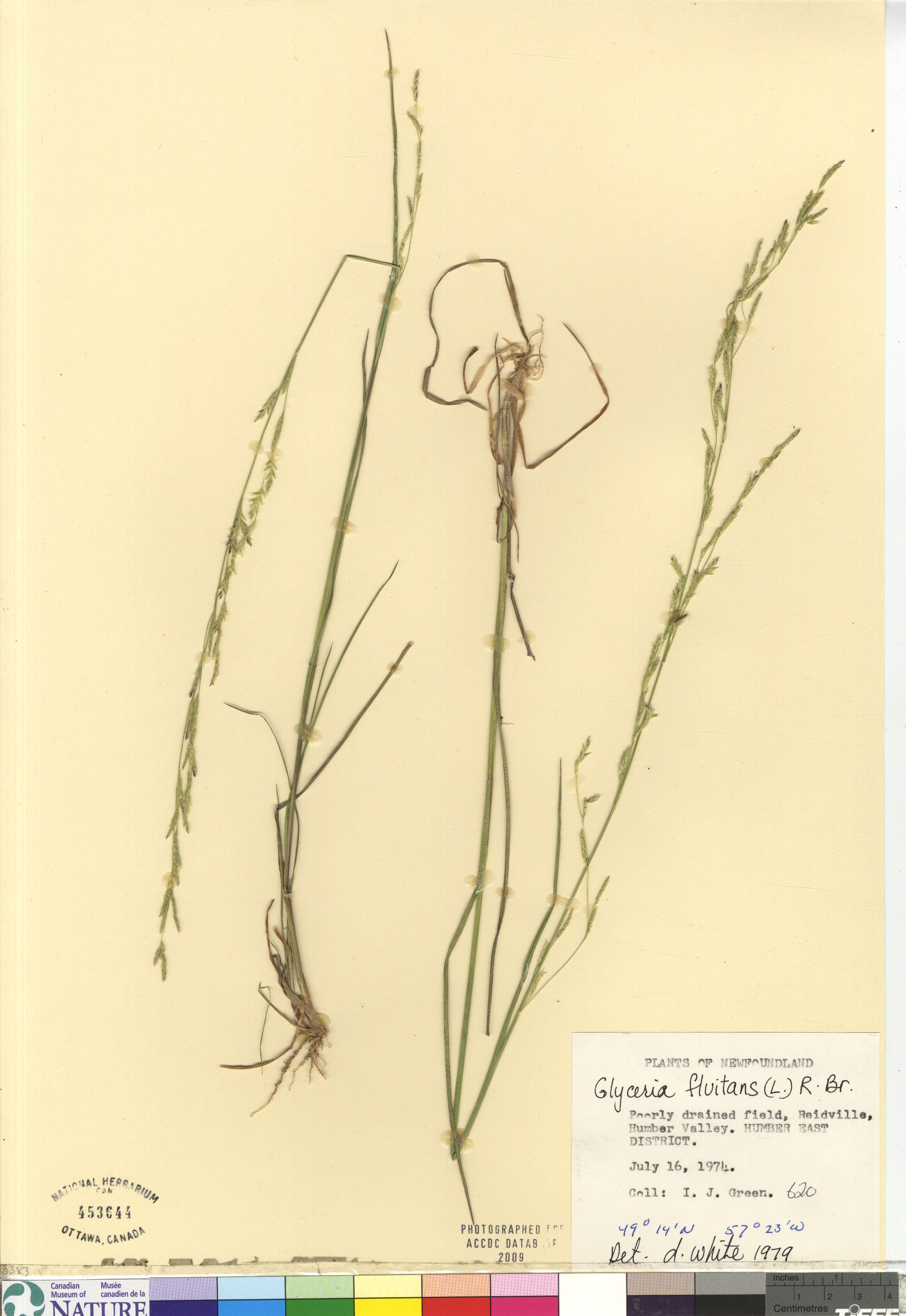 Glyceria fluitans image