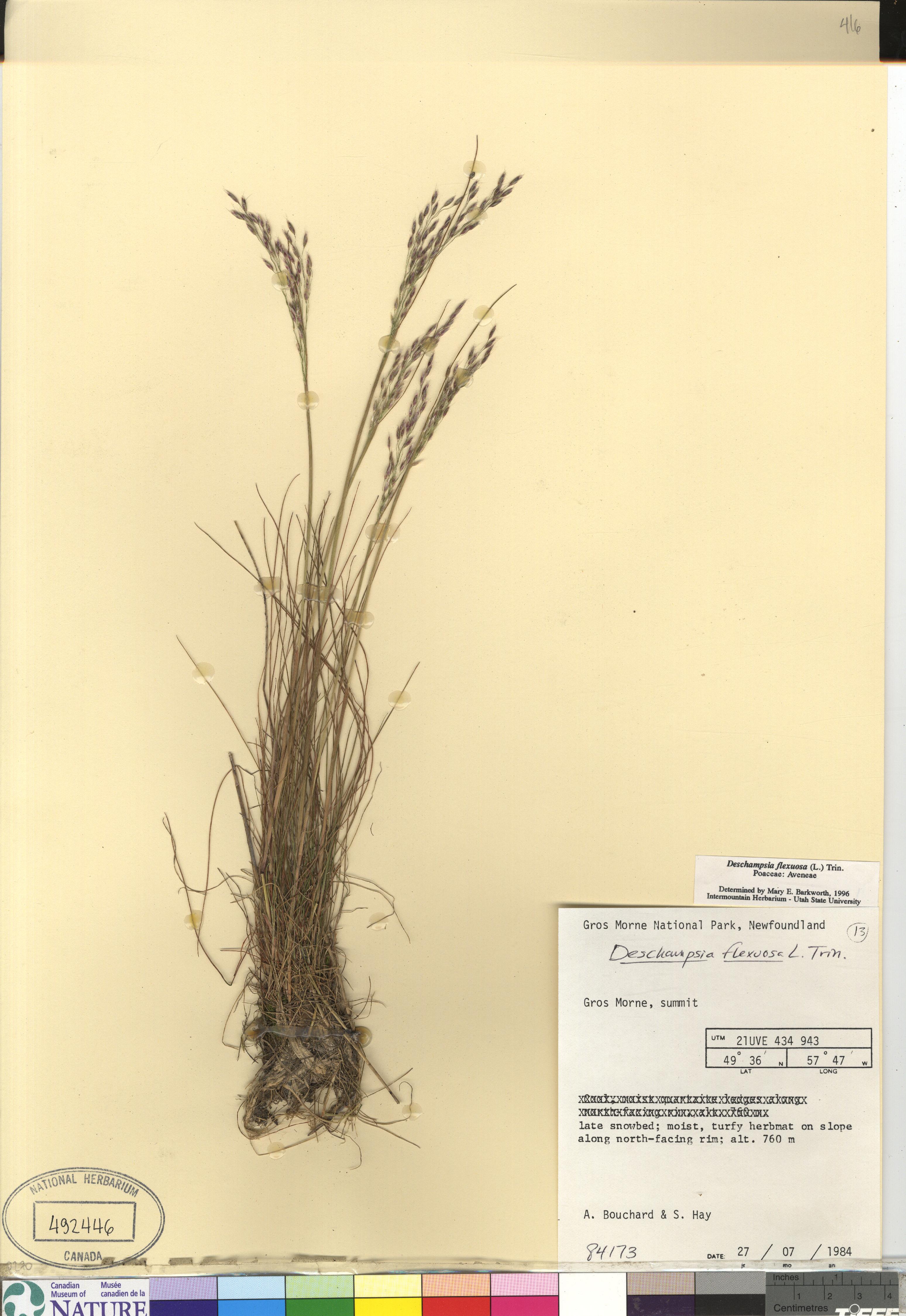 Avenella flexuosa image