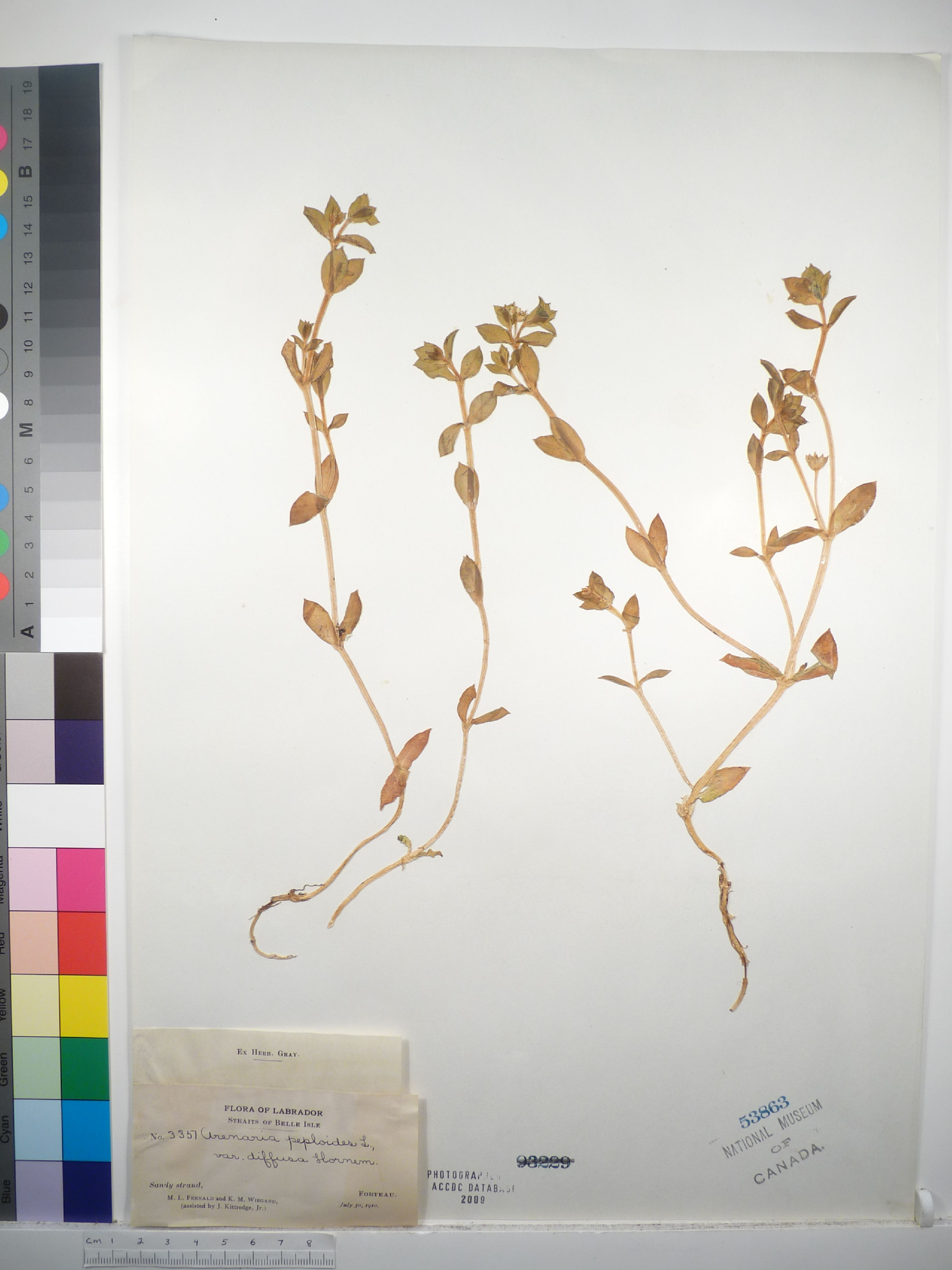 Honckenya peploides subsp. diffusa image