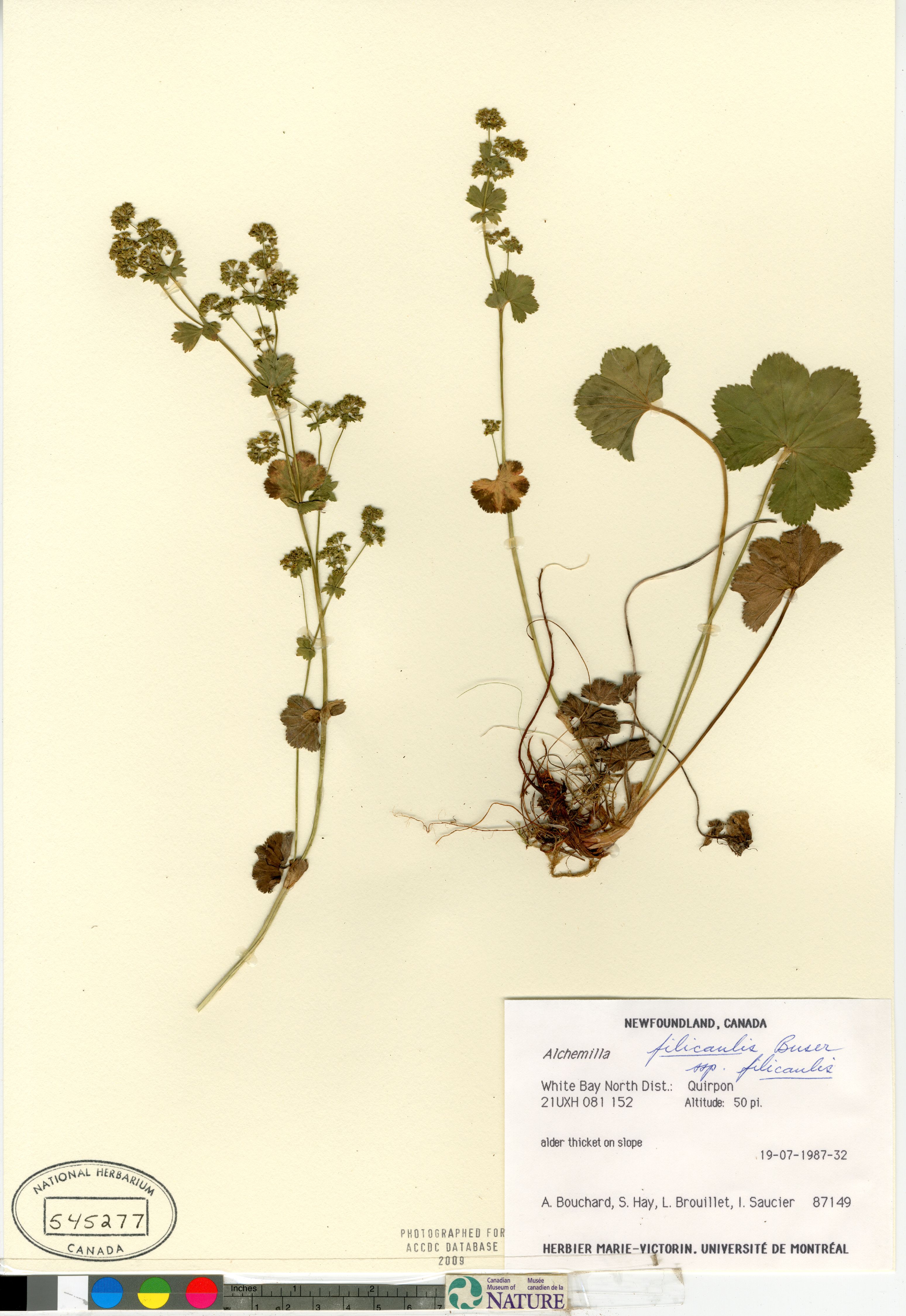 Alchemilla filicaulis image