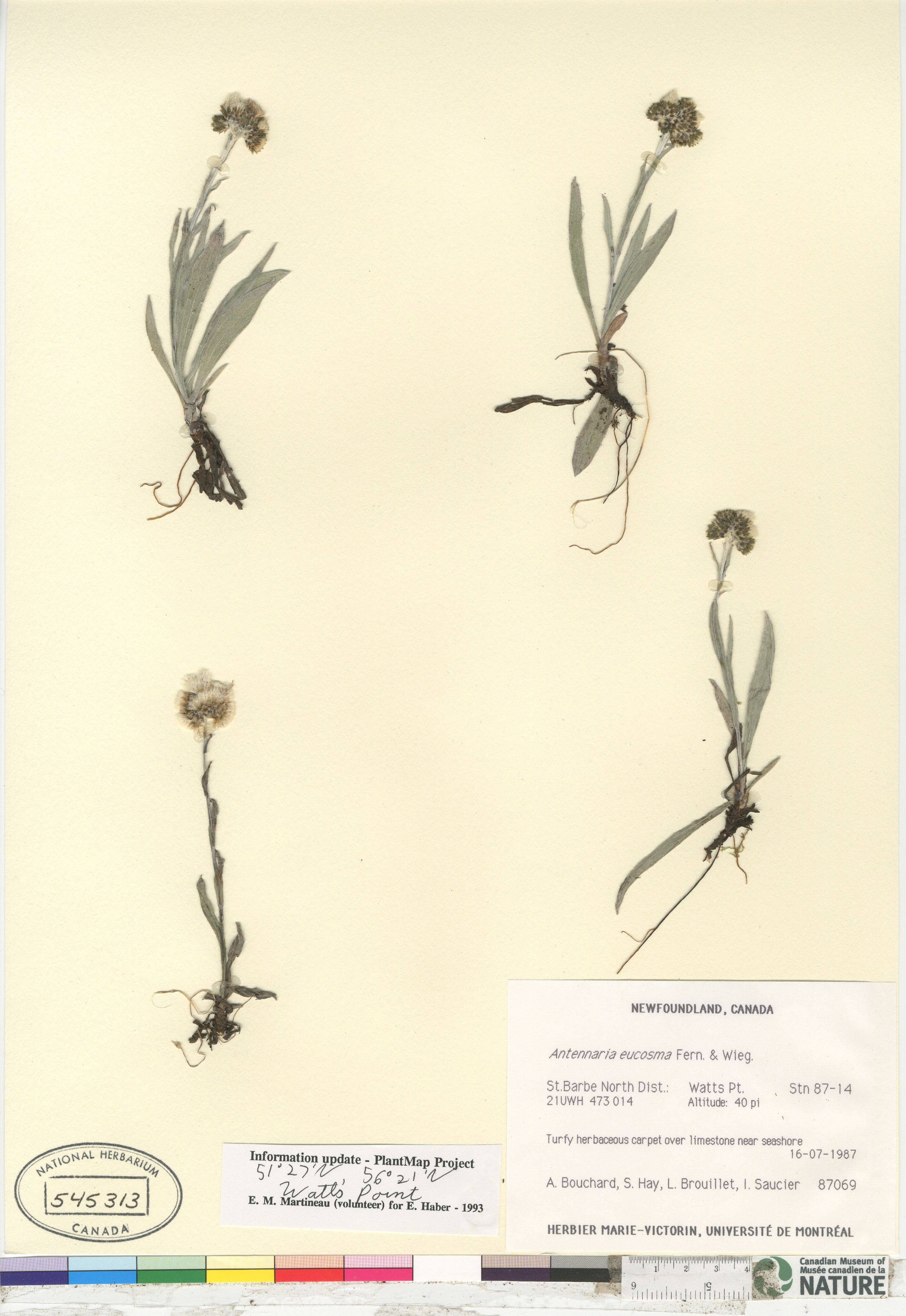 Antennaria eucosma image