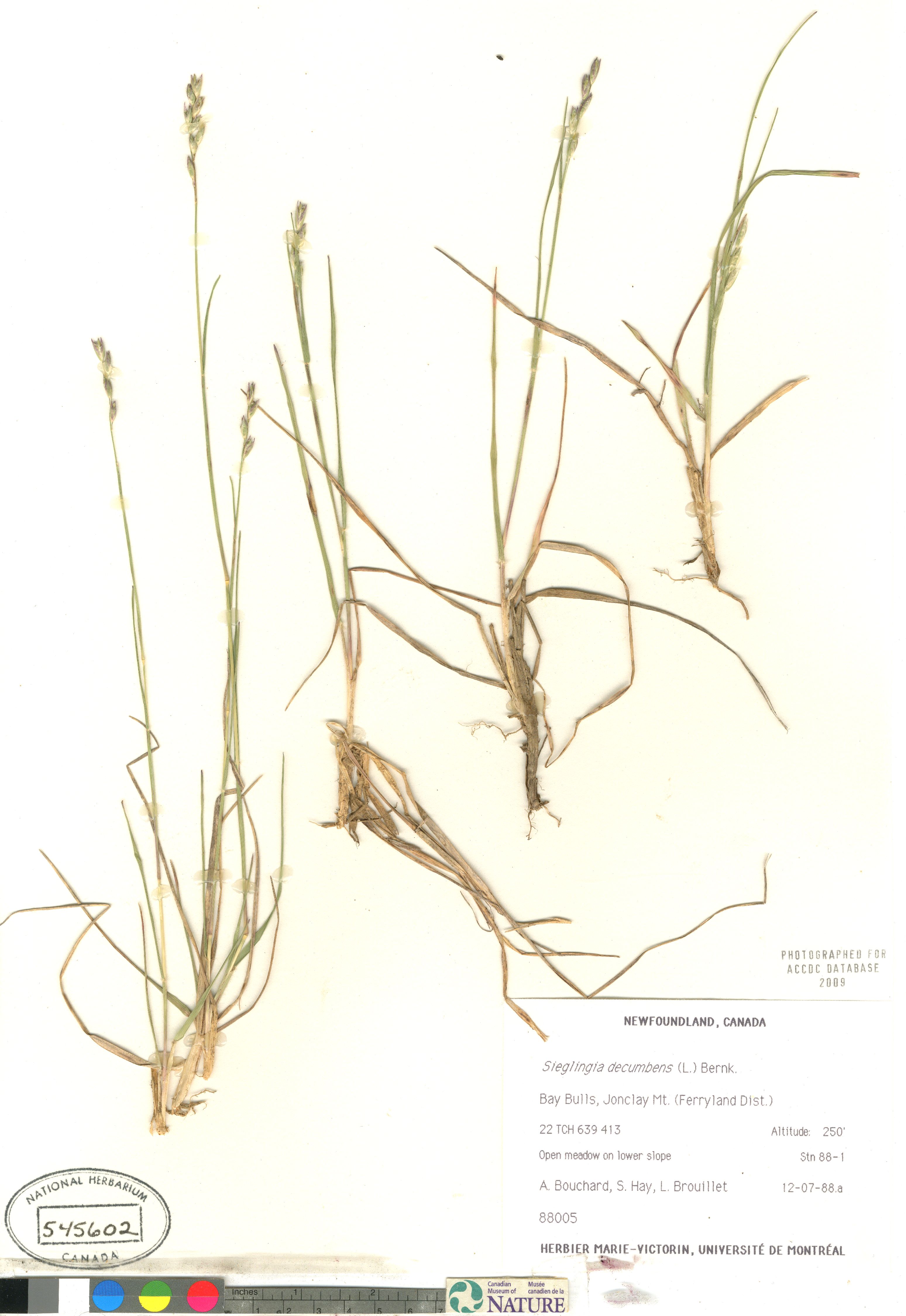 Danthonia decumbens image