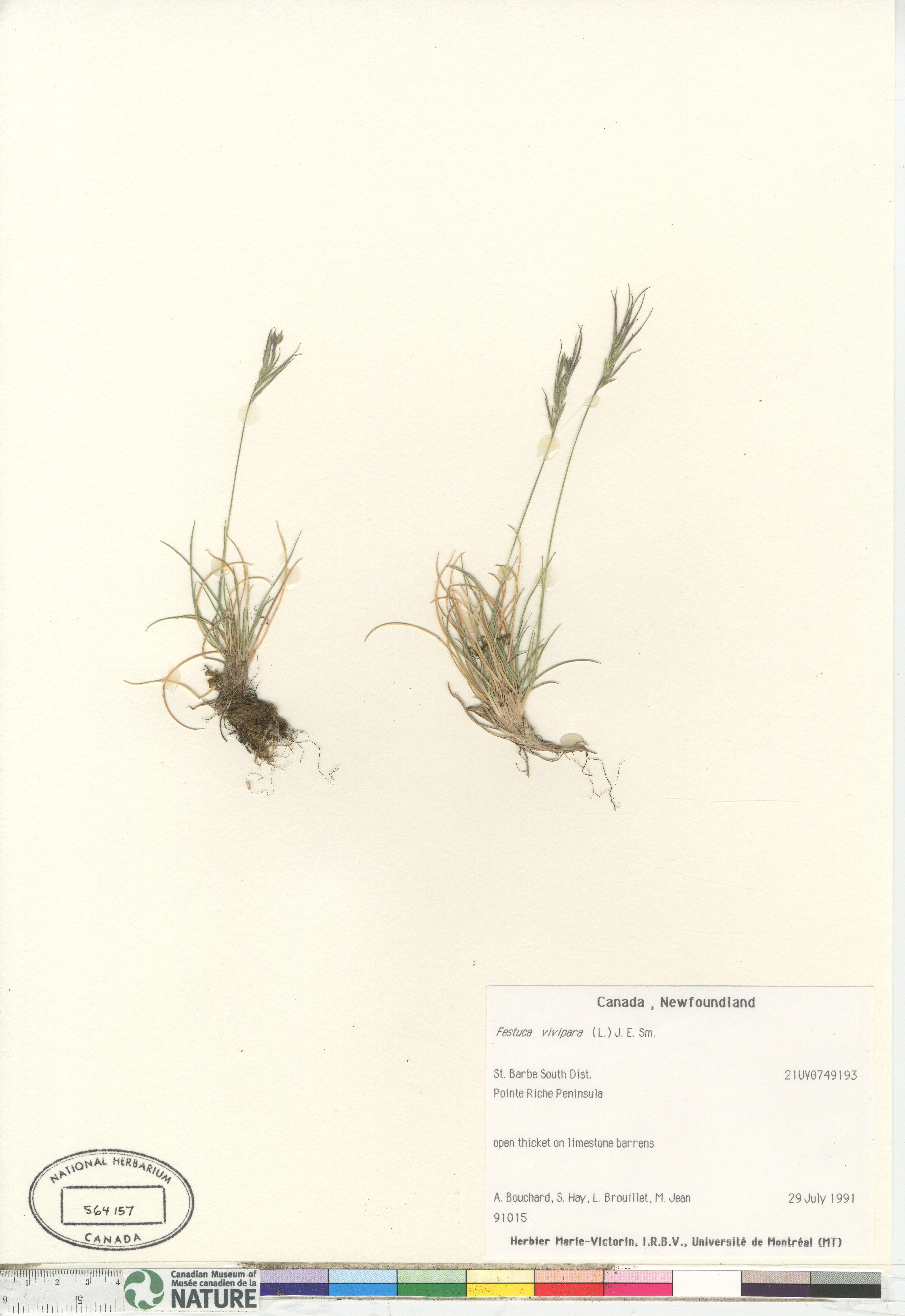 Festuca vivipara image