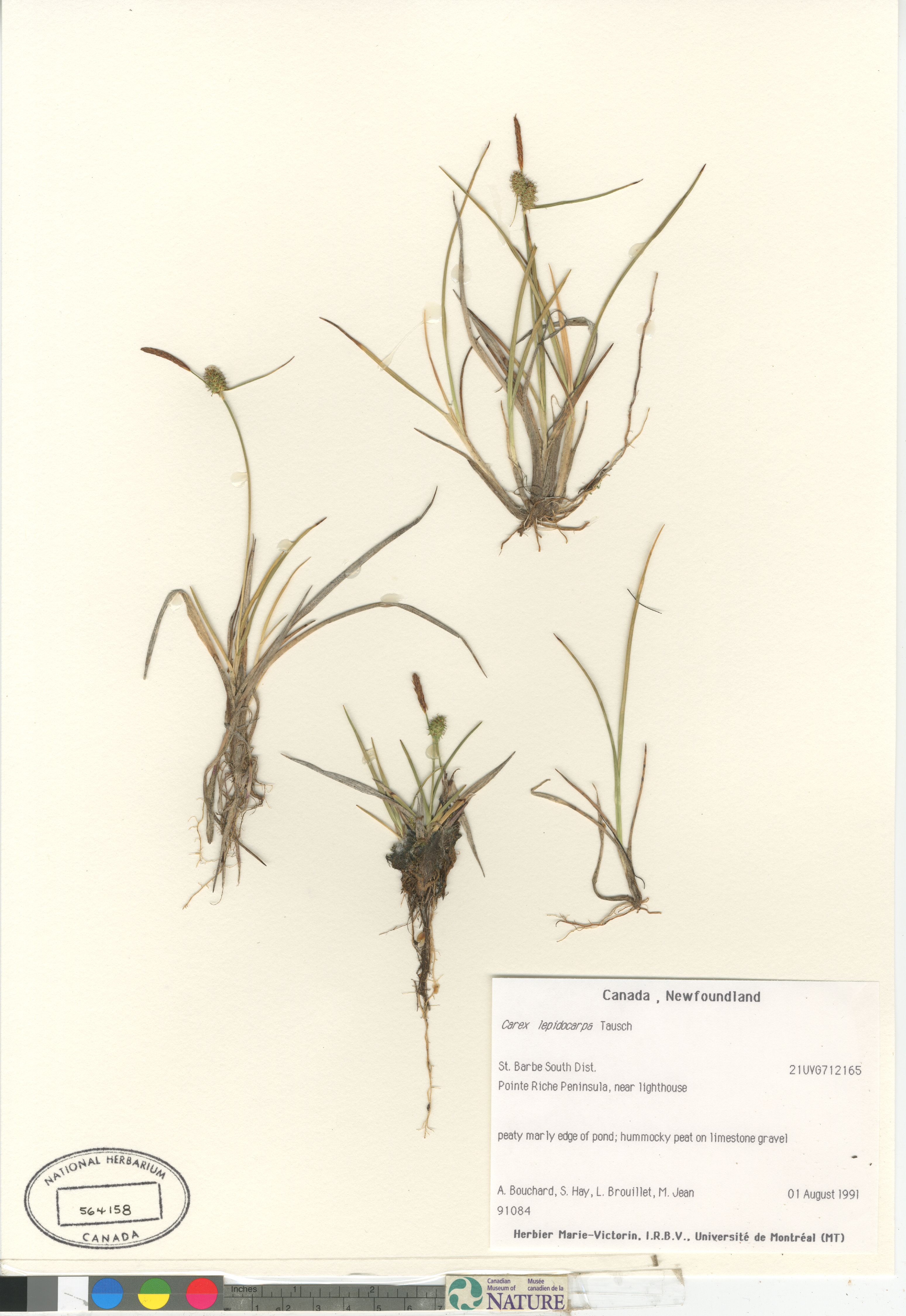 Carex viridula var. elatior image