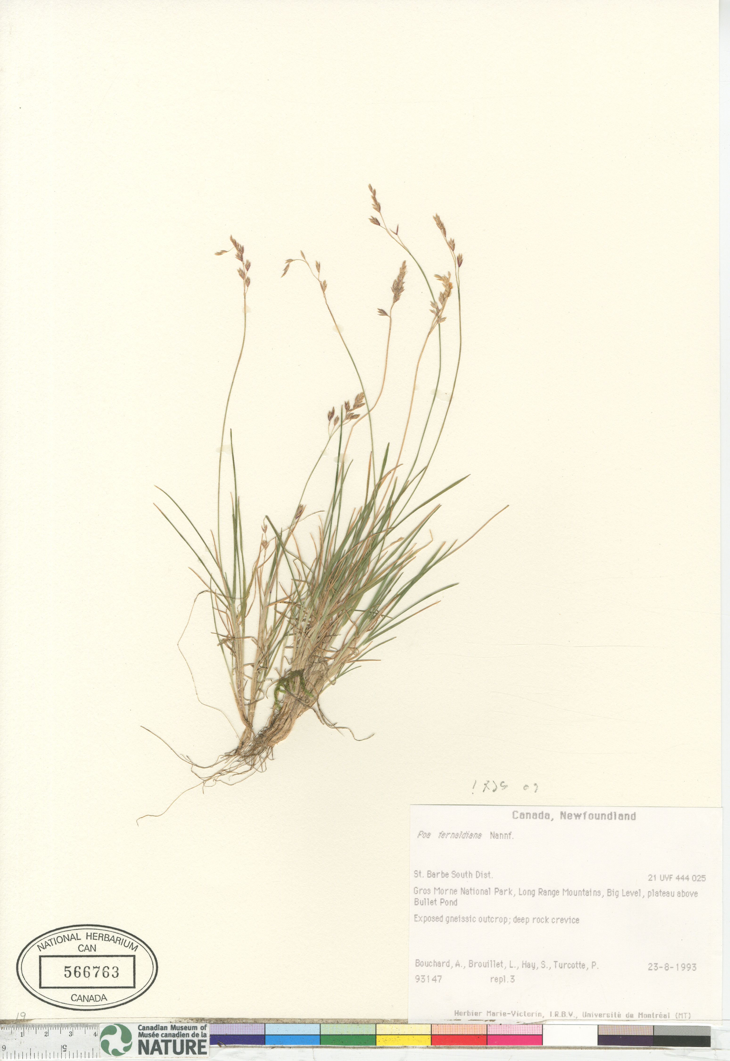 Poa flexuosa image