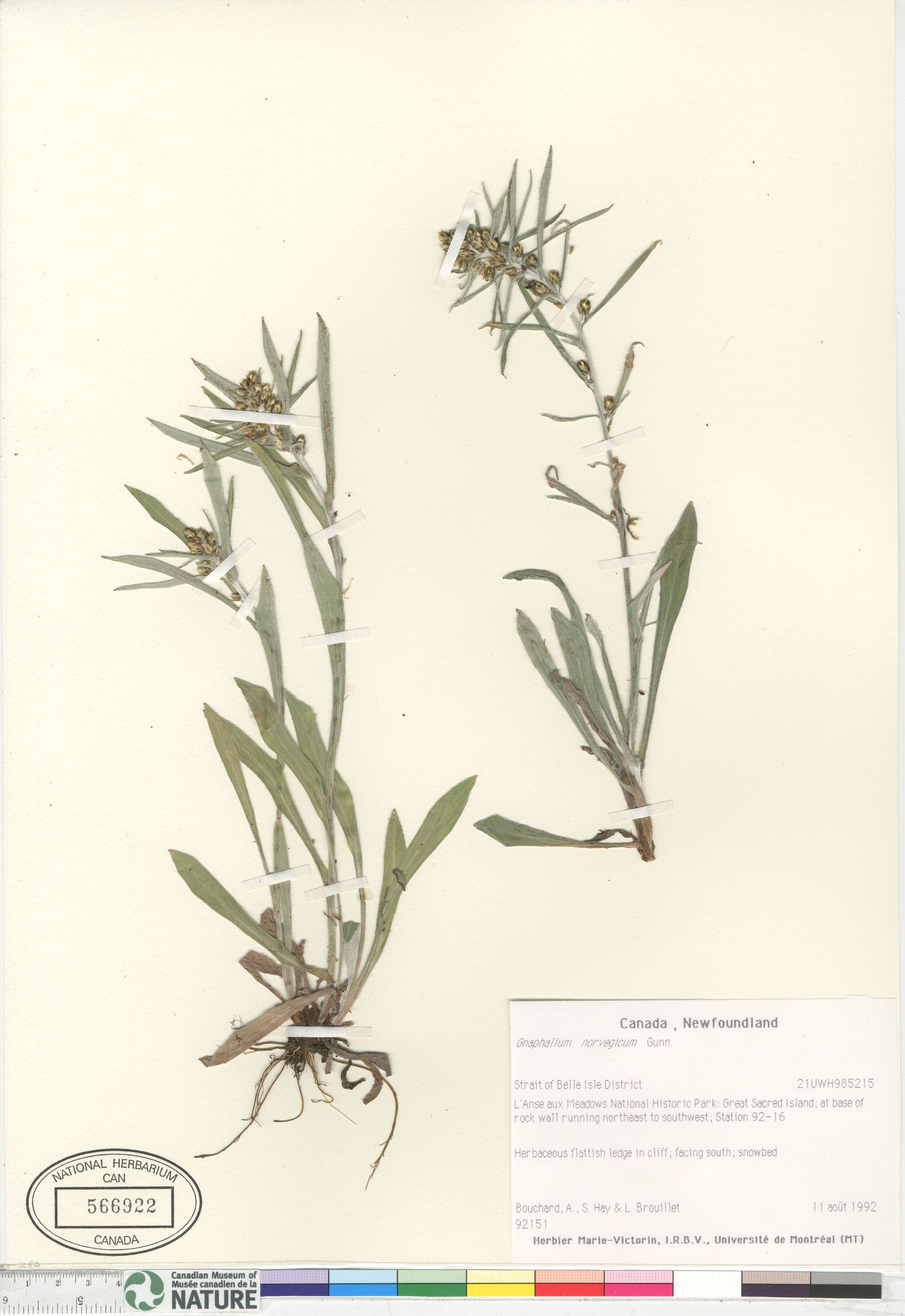 Omalotheca norvegica image