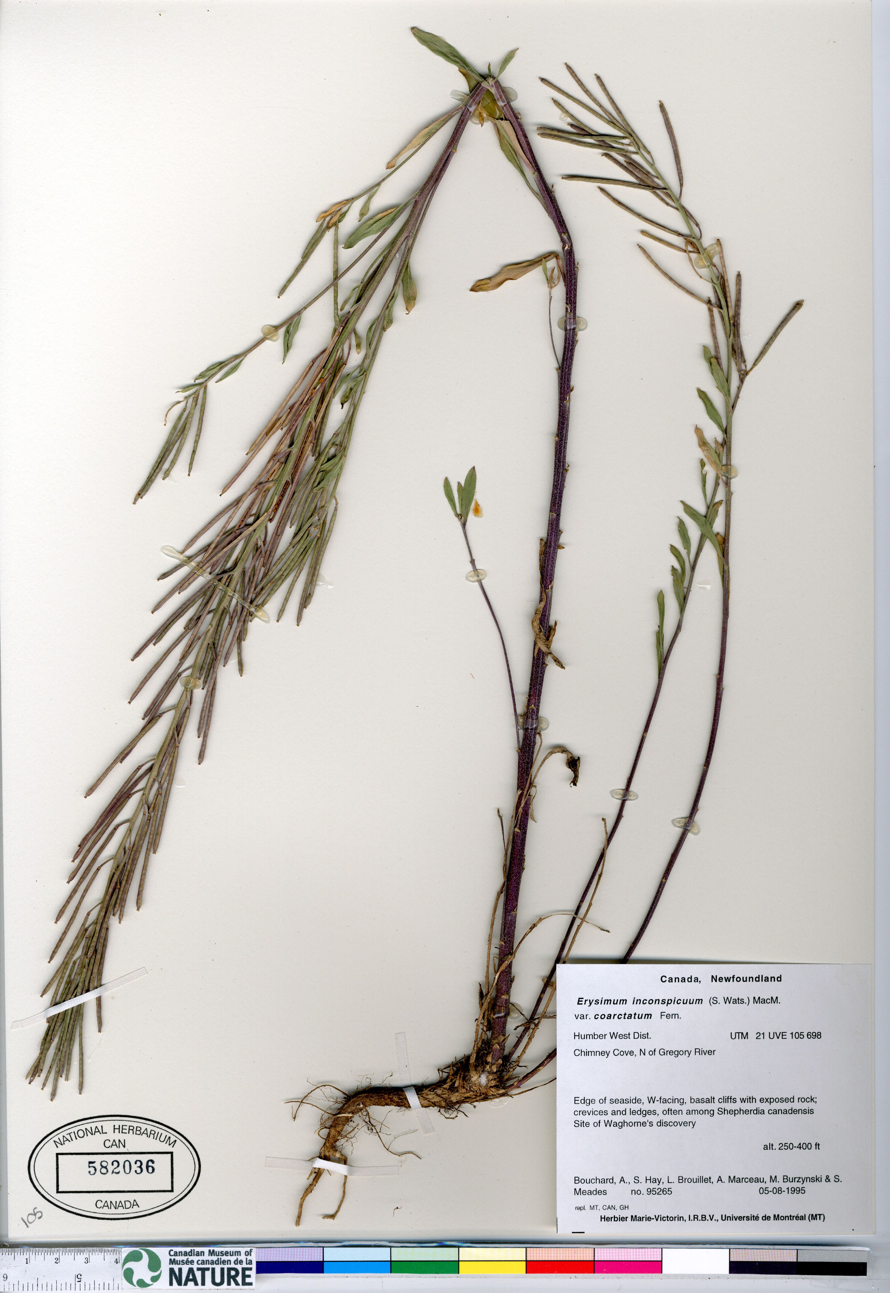 Erysimum inconspicuum var. coarctatum image