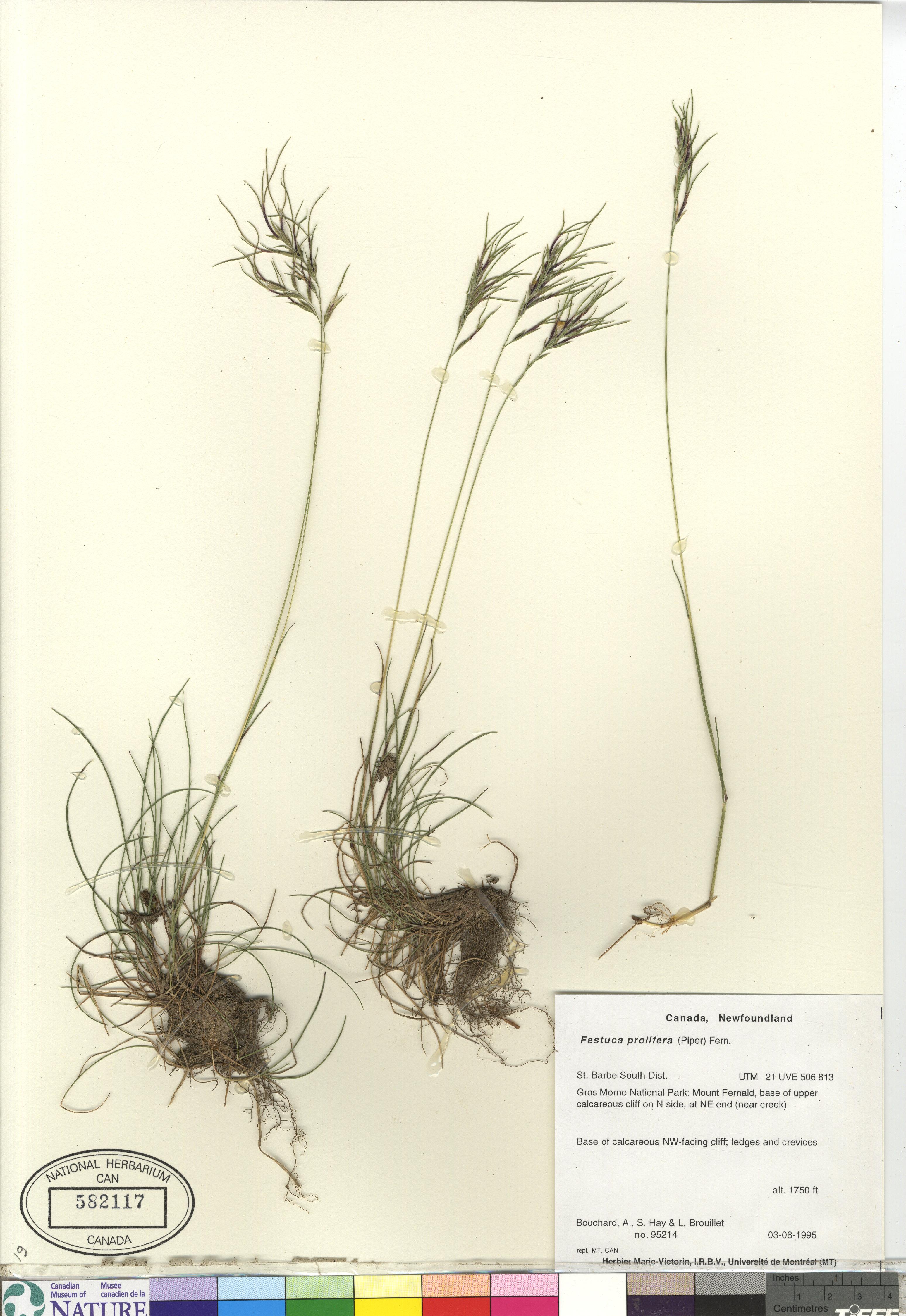 Festuca prolifera image