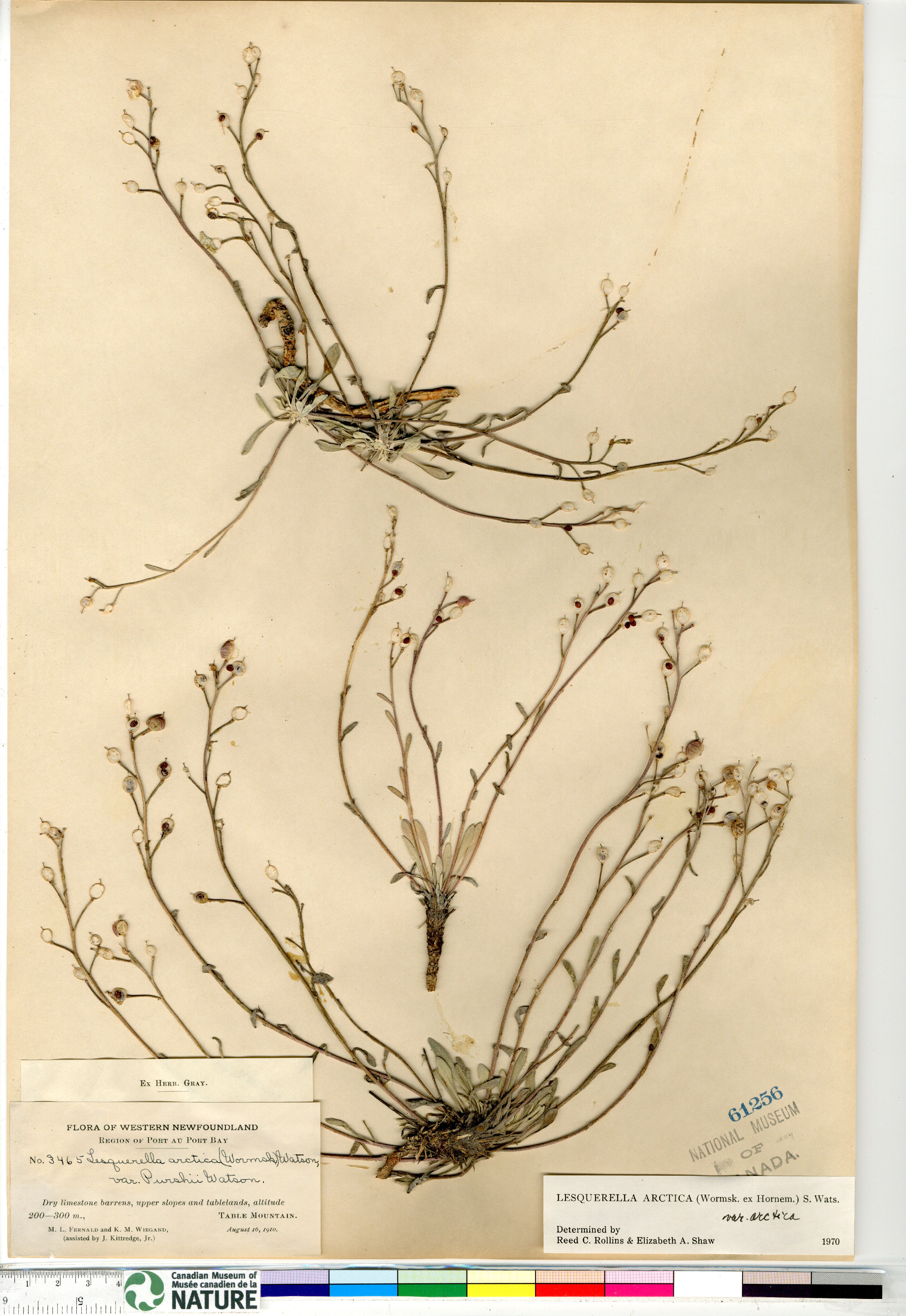 Physaria arctica image
