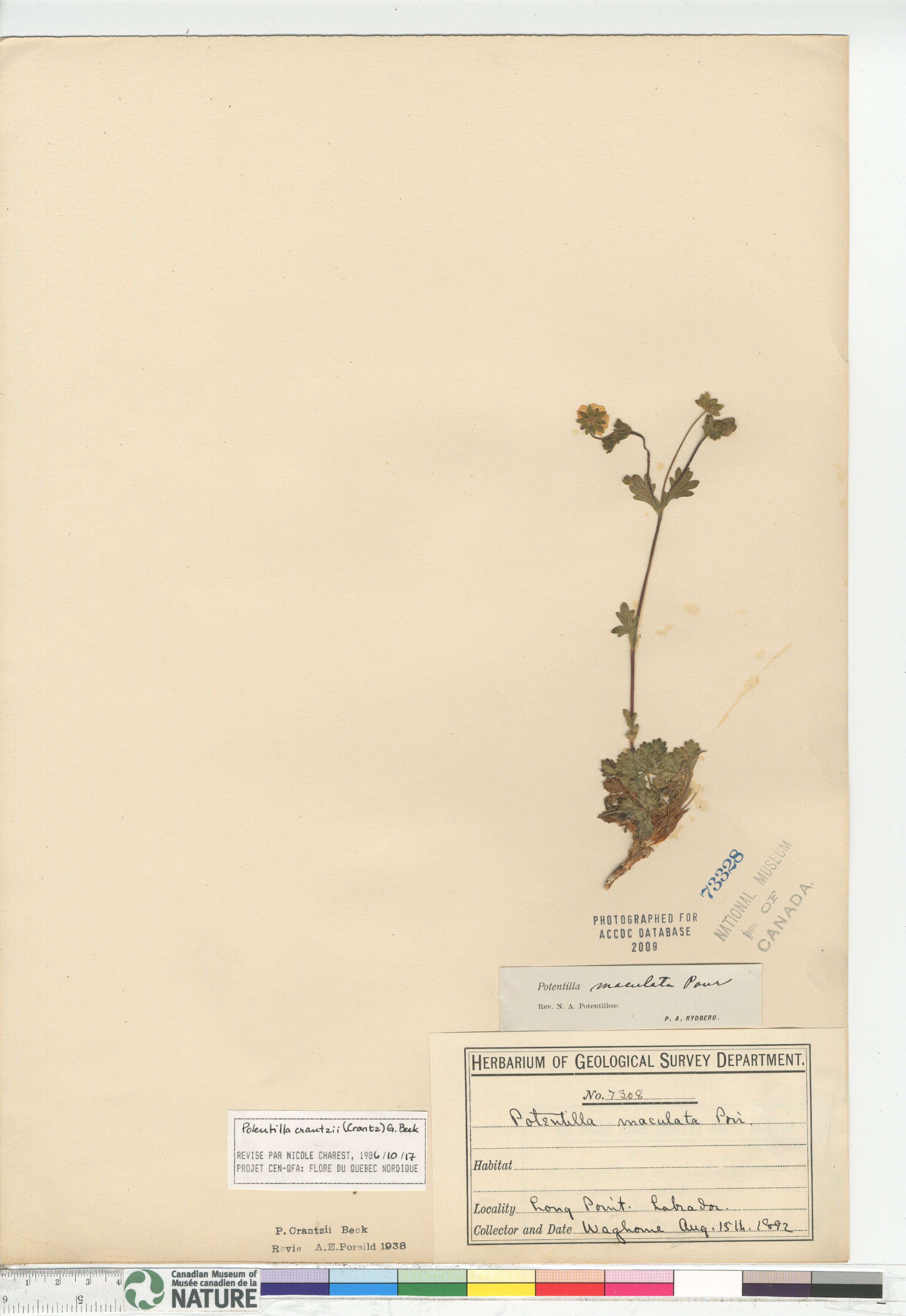 Potentilla grandiflora image