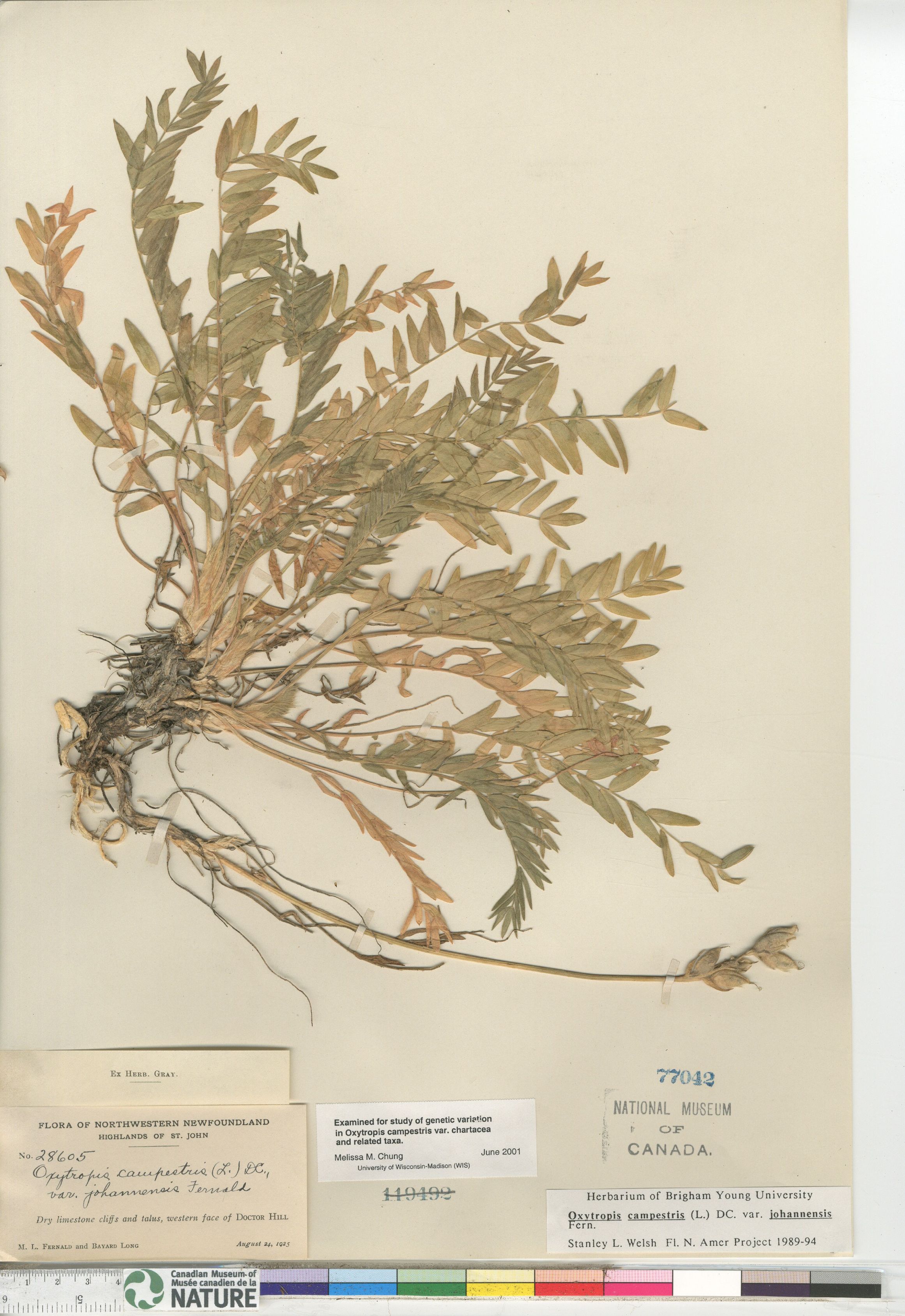 Oxytropis campestris var. johannensis image