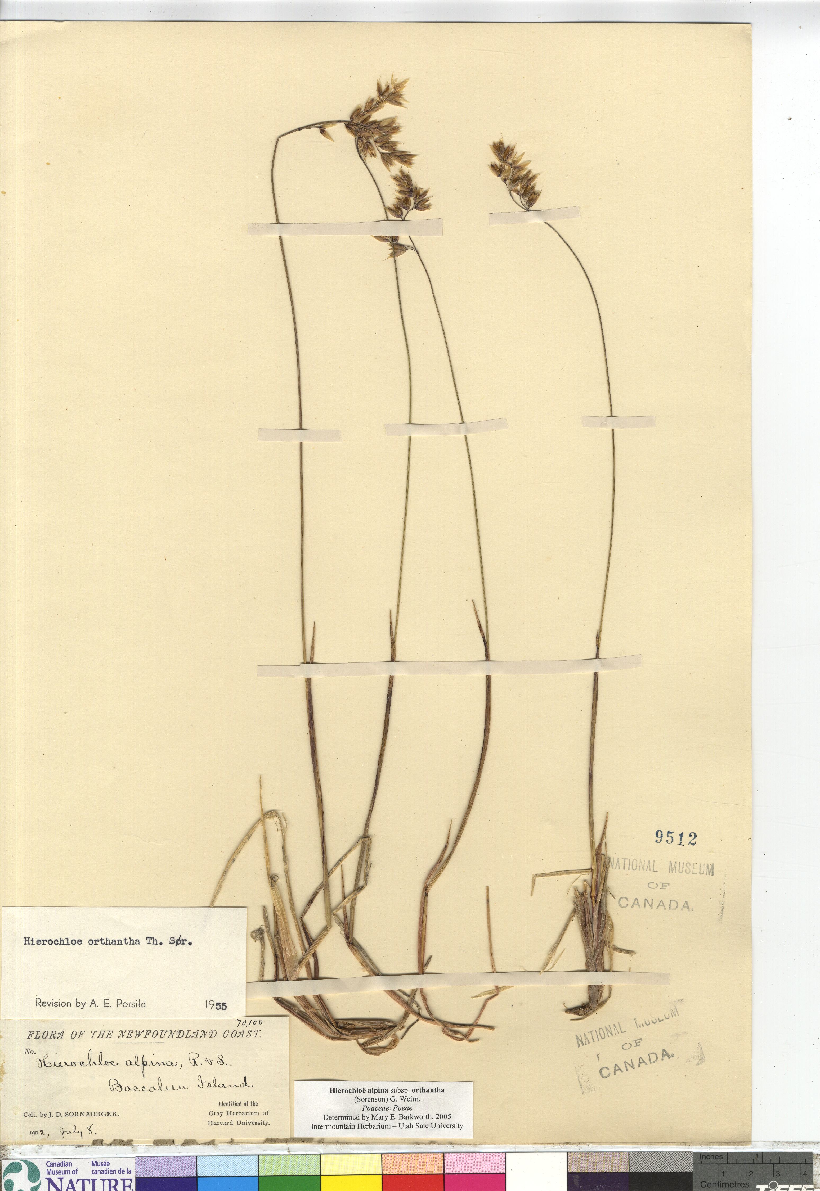 Anthoxanthum monticola subsp. monticola image