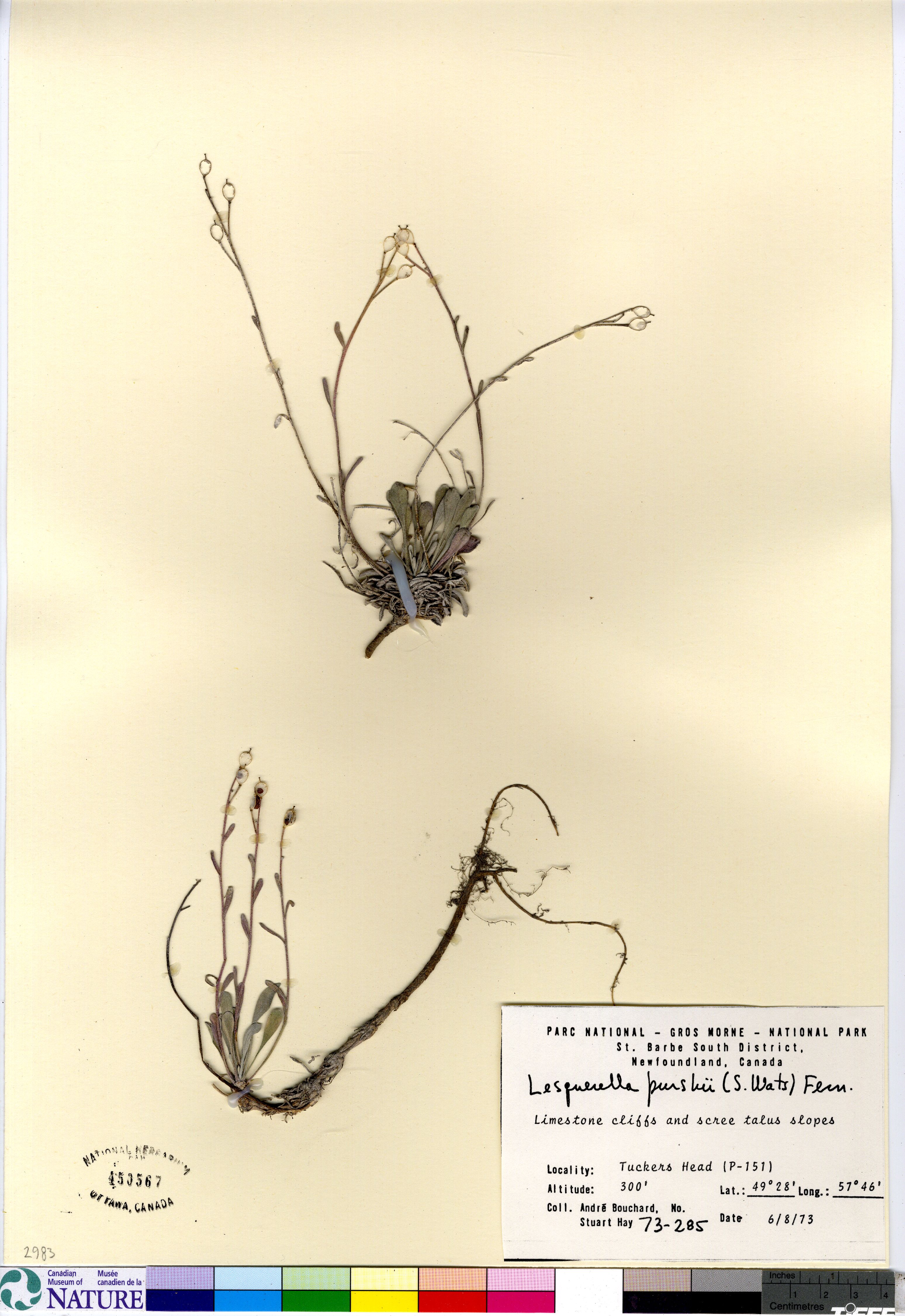 Physaria arctica image