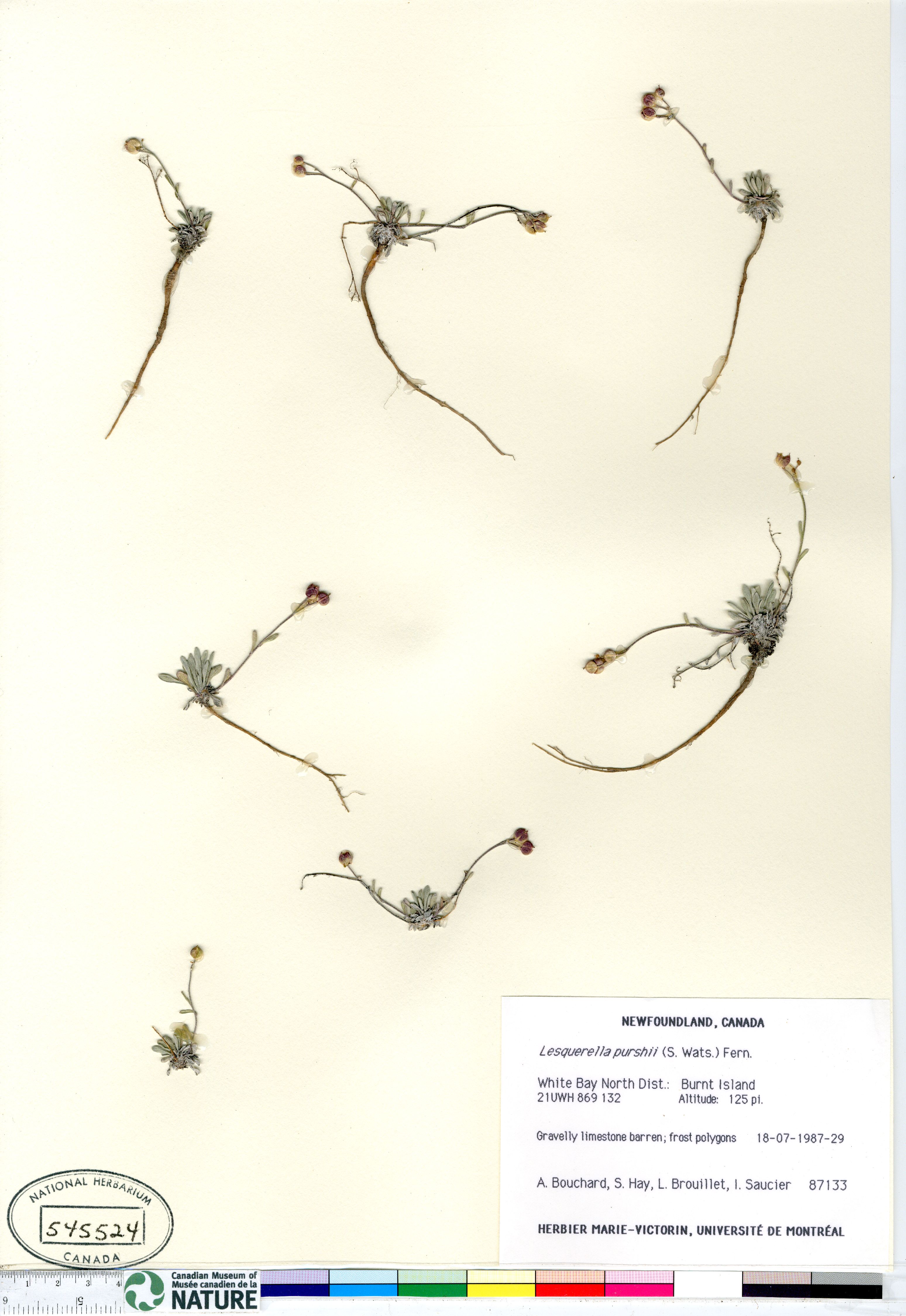 Physaria arctica image