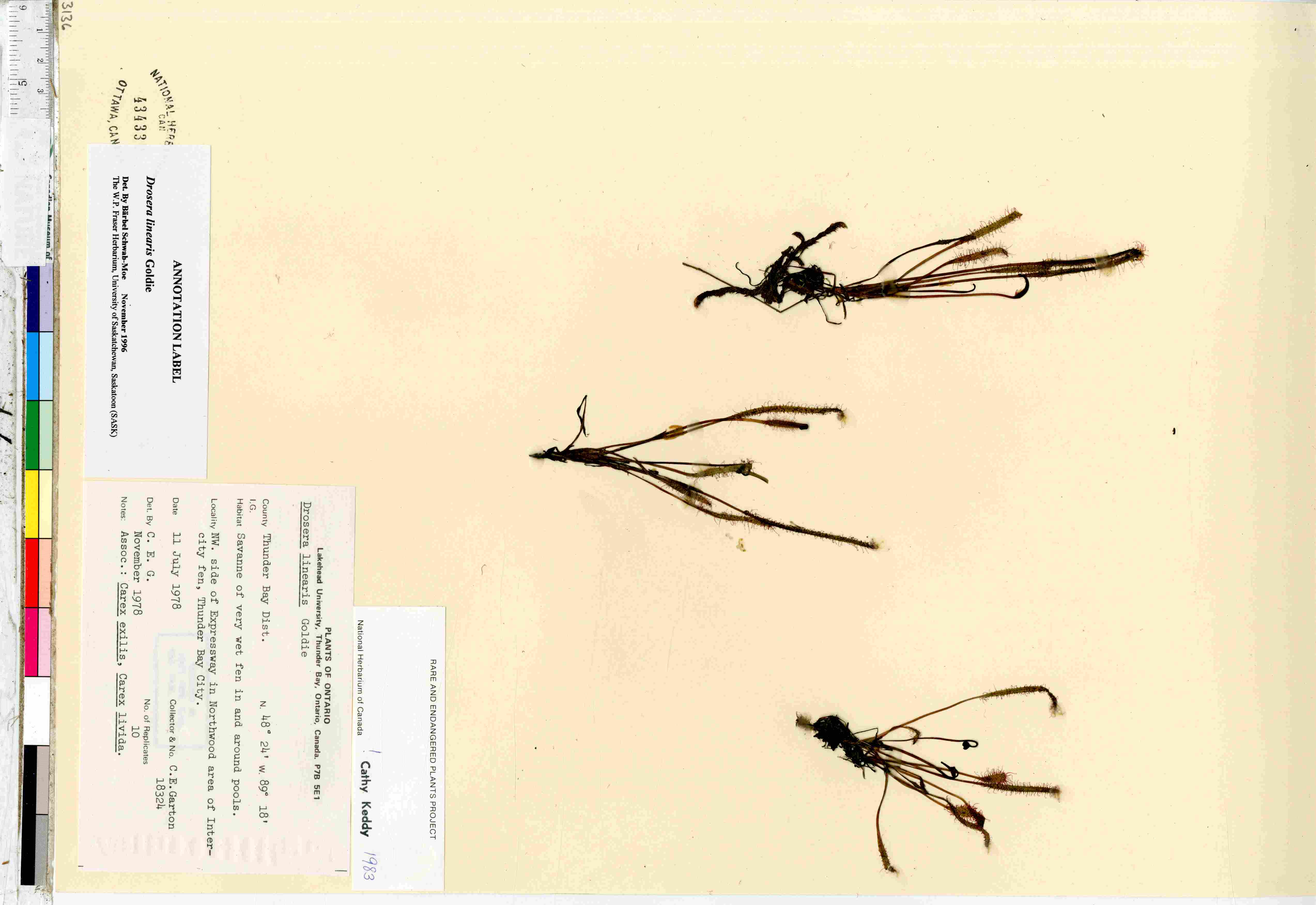 Drosera linearis image