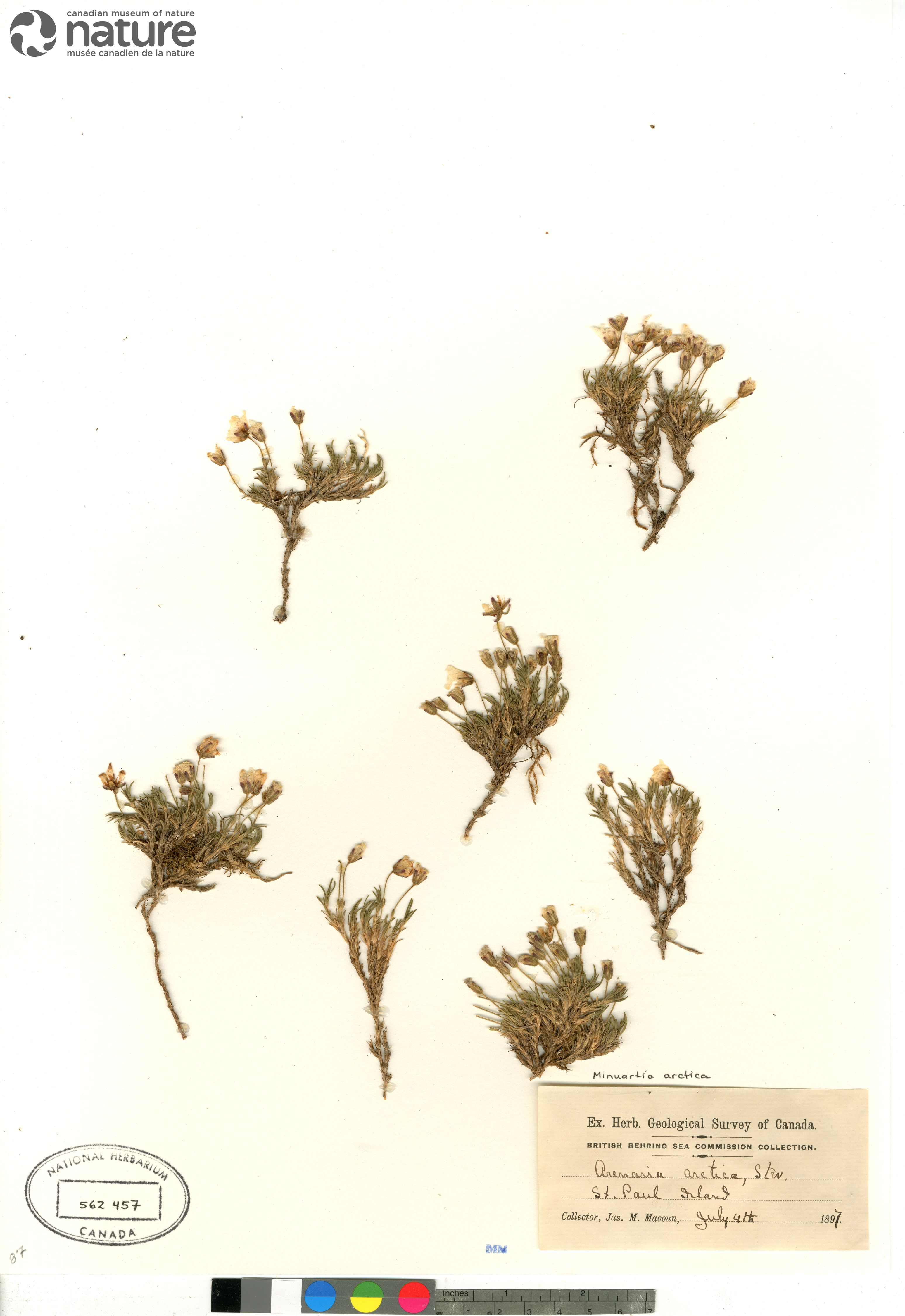 Cherleria arctica image