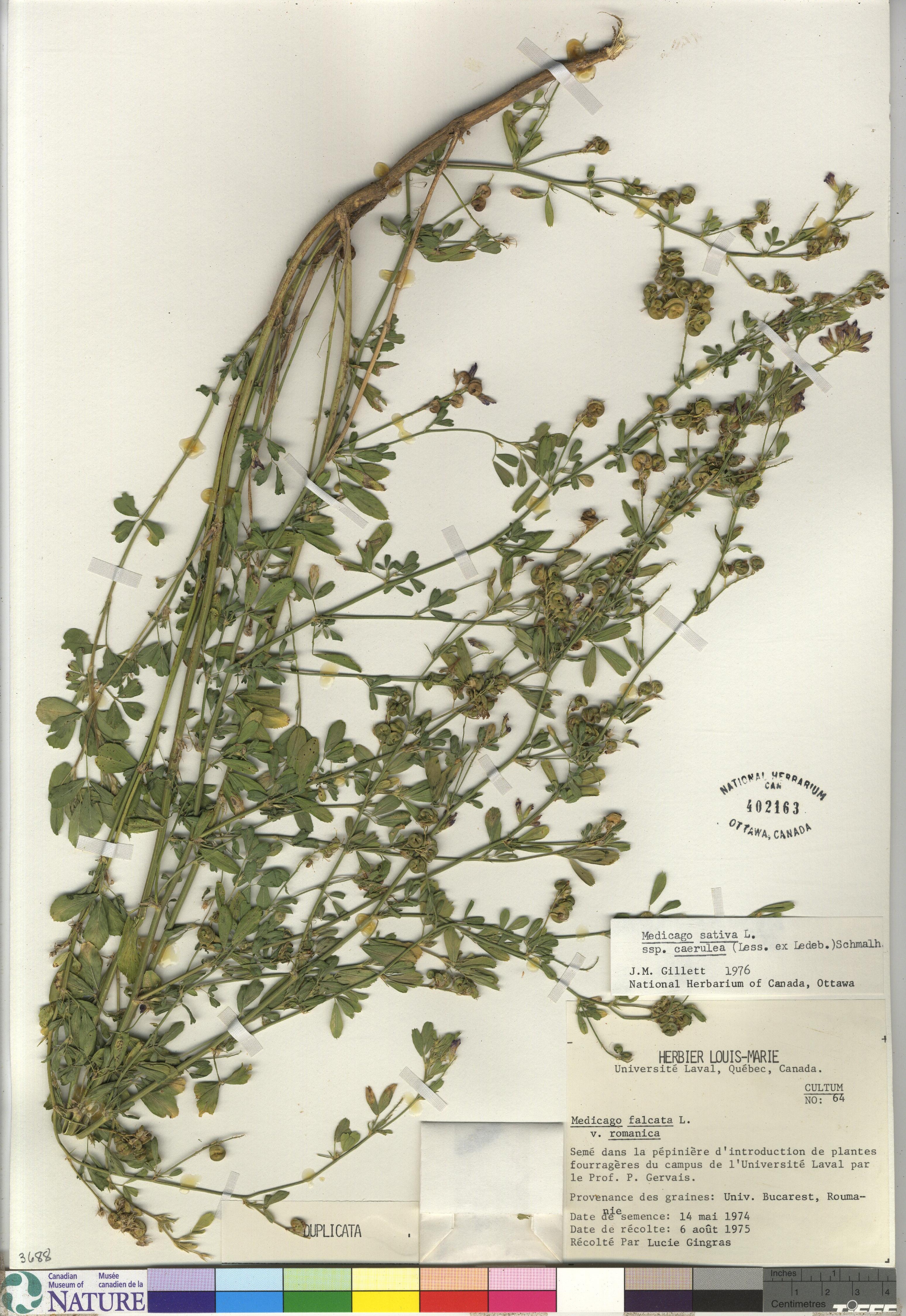Medicago sativa subsp. microcarpa image