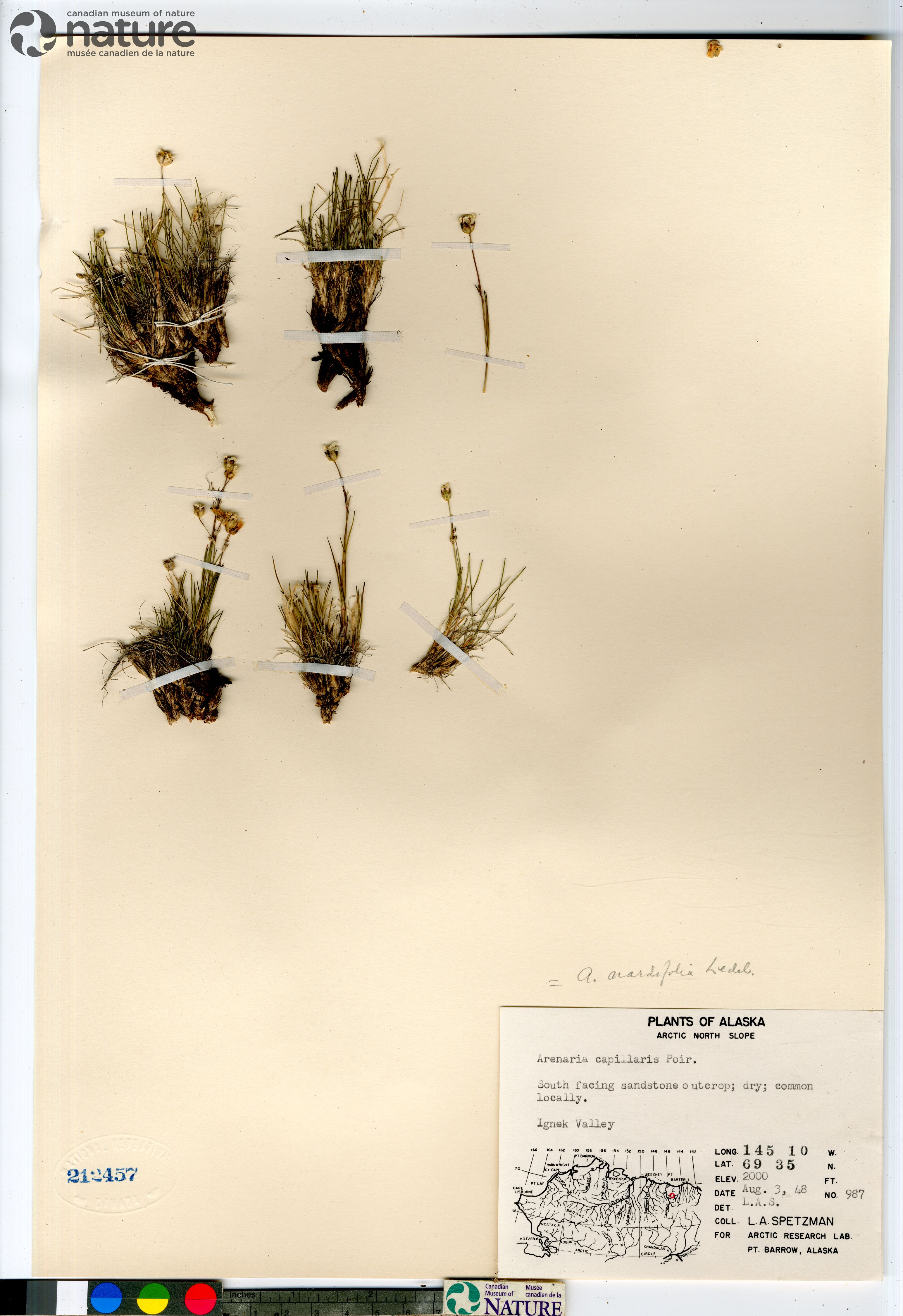Eremogone capillaris image