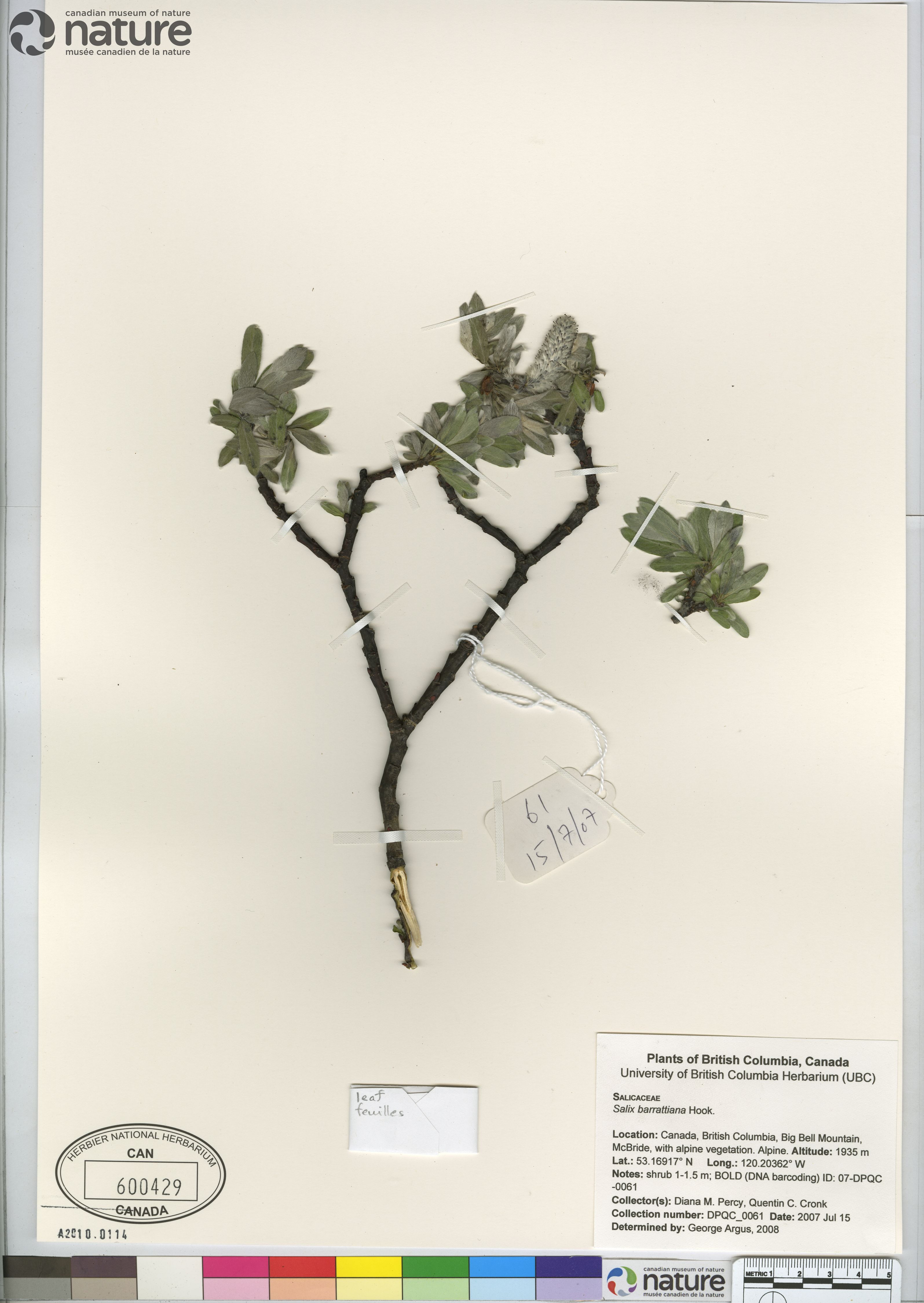 Salix barrattiana image