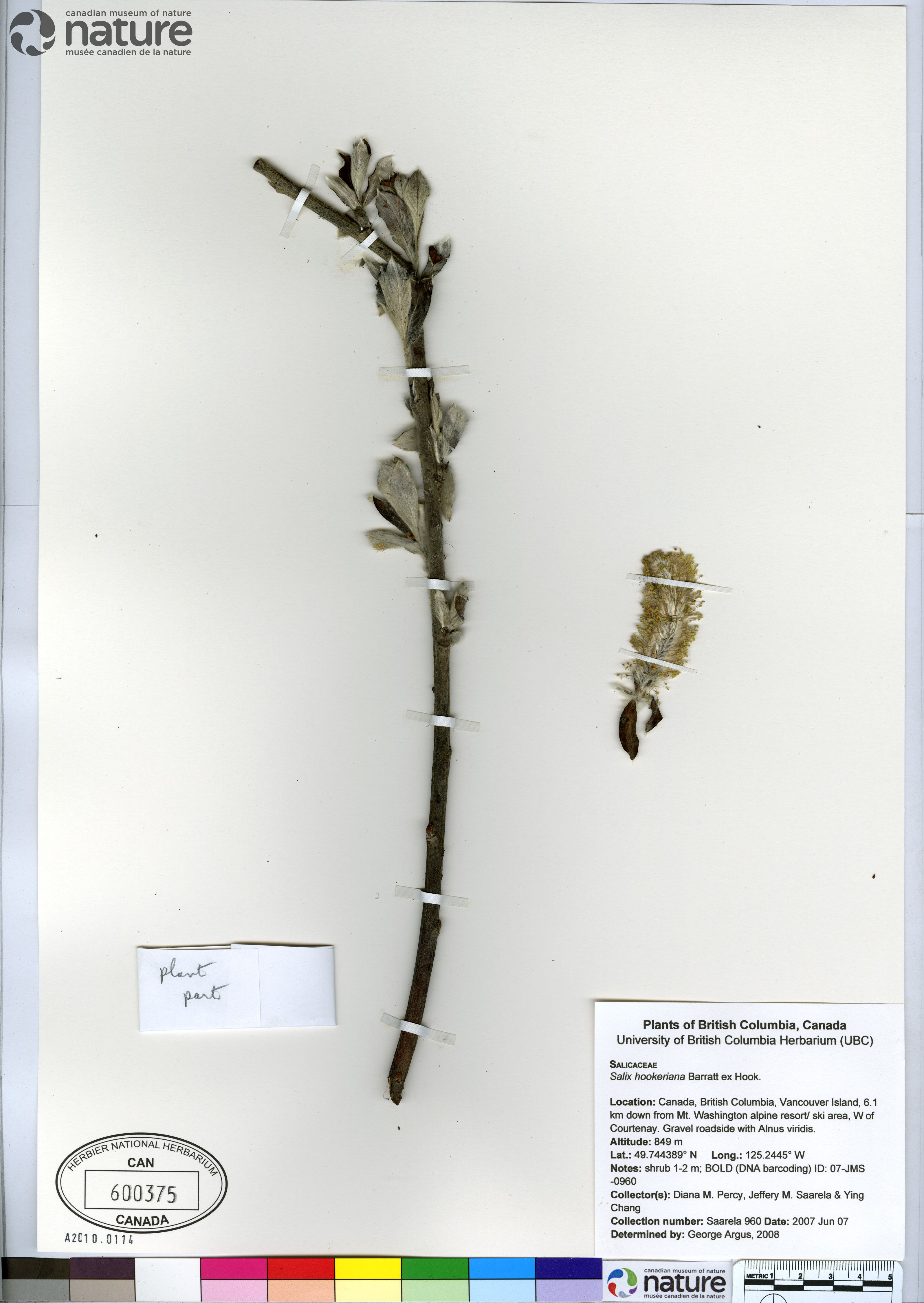 Salix hookeriana image