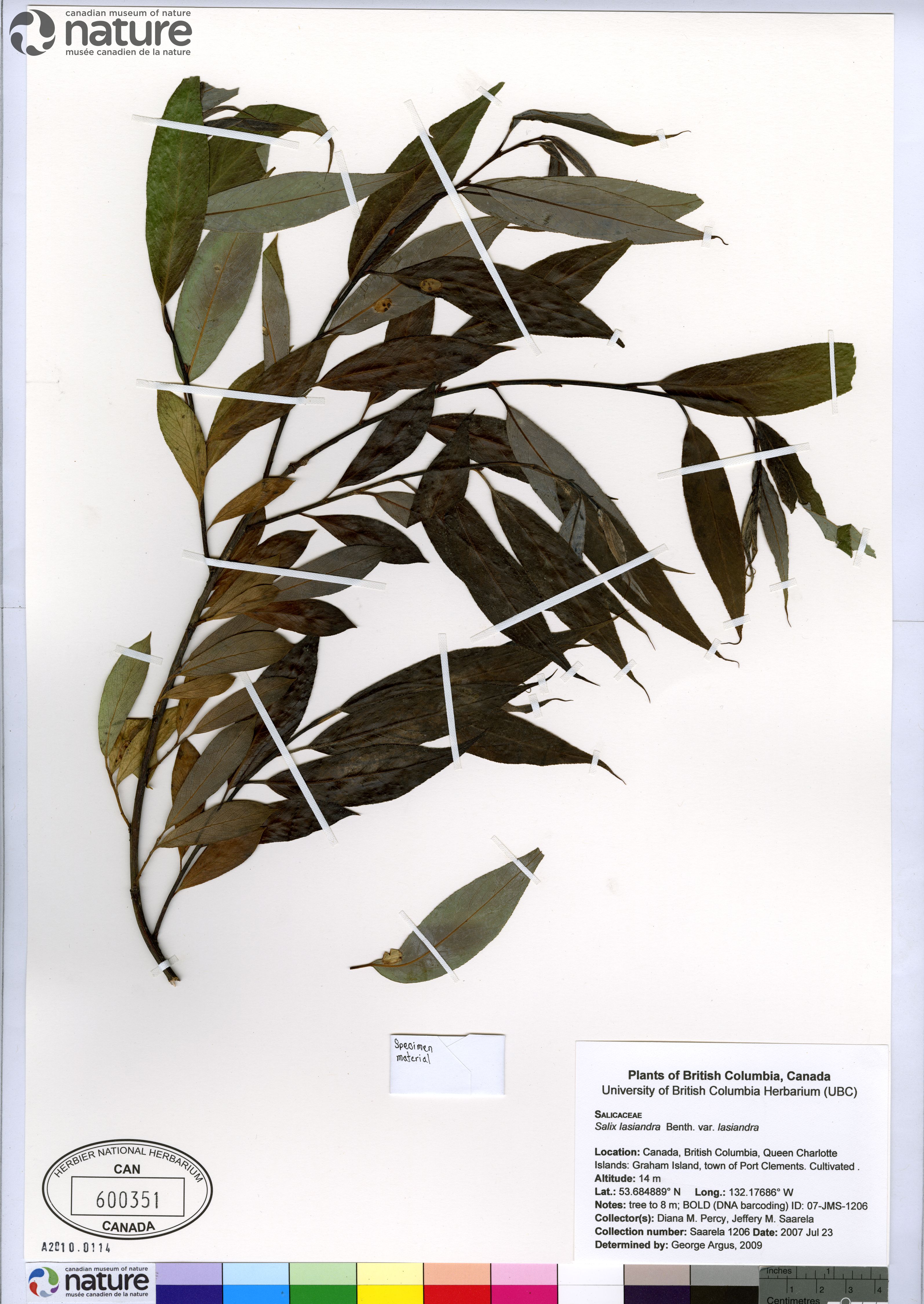 Salix lasiandra var. lasiandra image