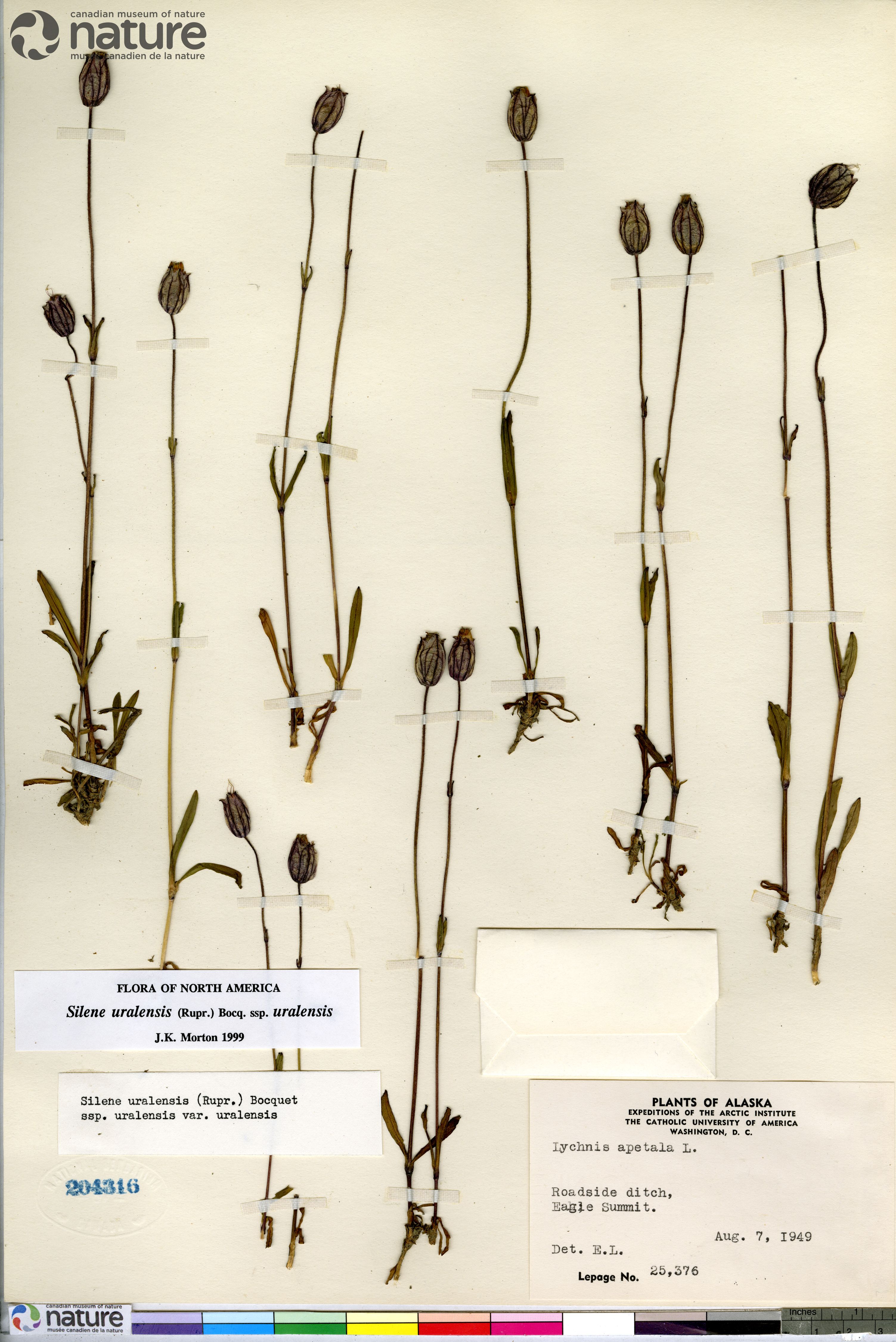 Silene uralensis subsp. uralensis image