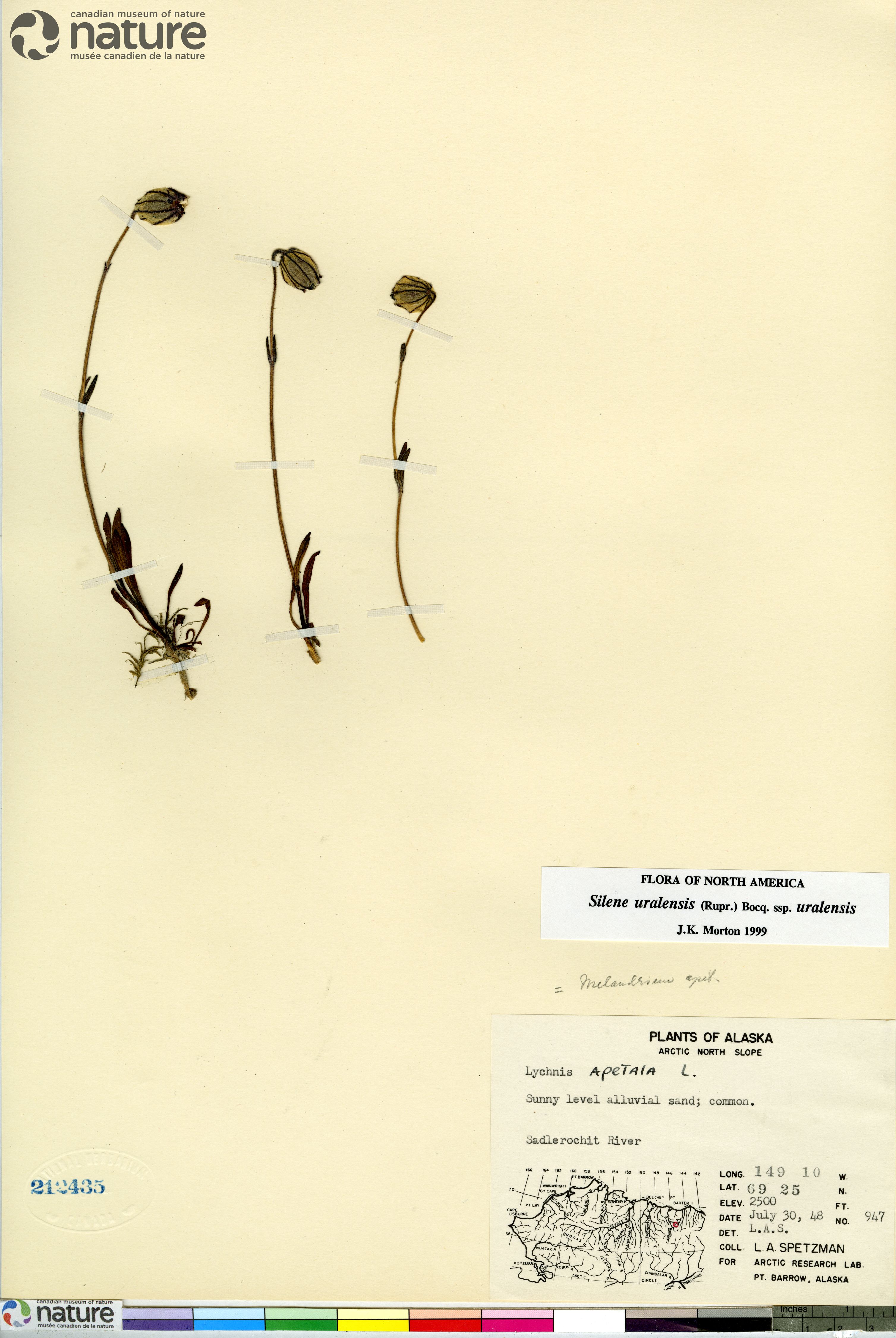 Silene uralensis subsp. uralensis image