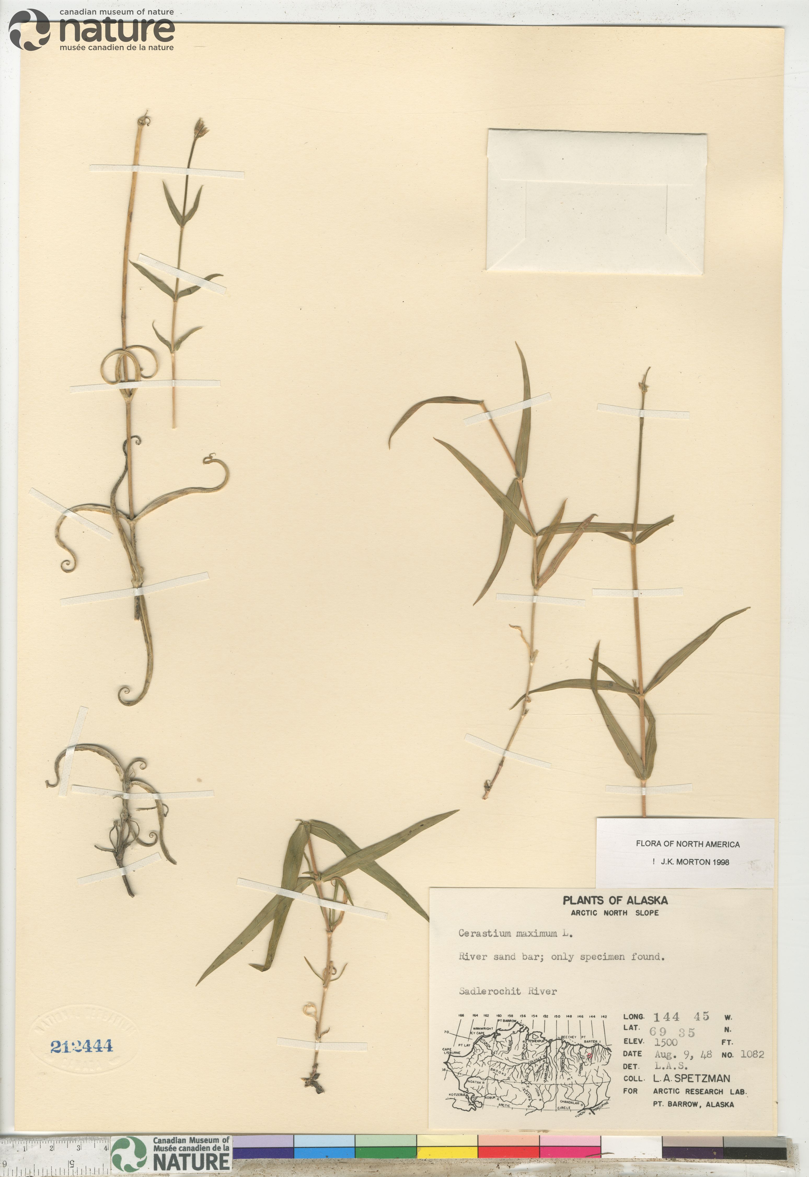 Cerastium maximum image