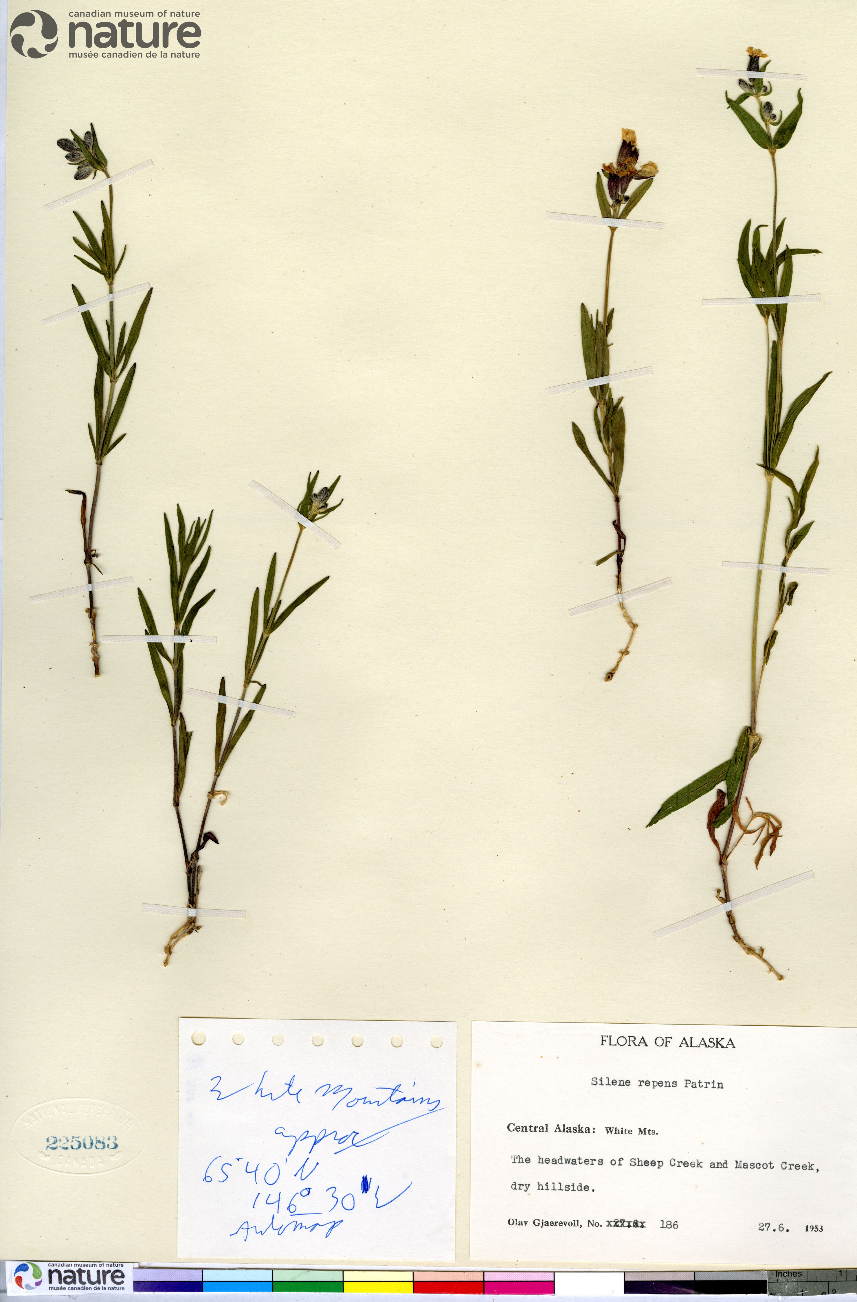Silene repens image