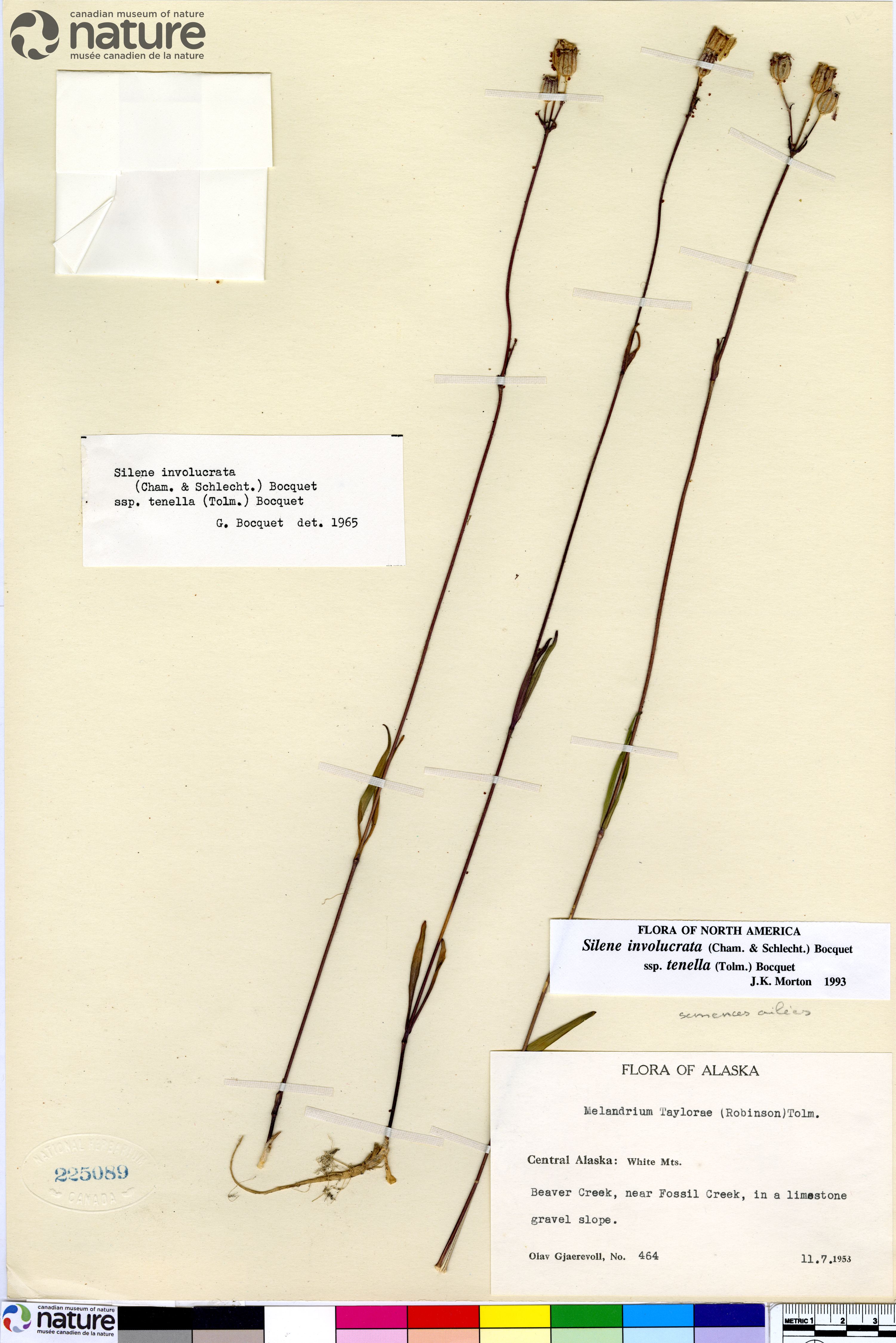 Silene involucrata subsp. tenella image