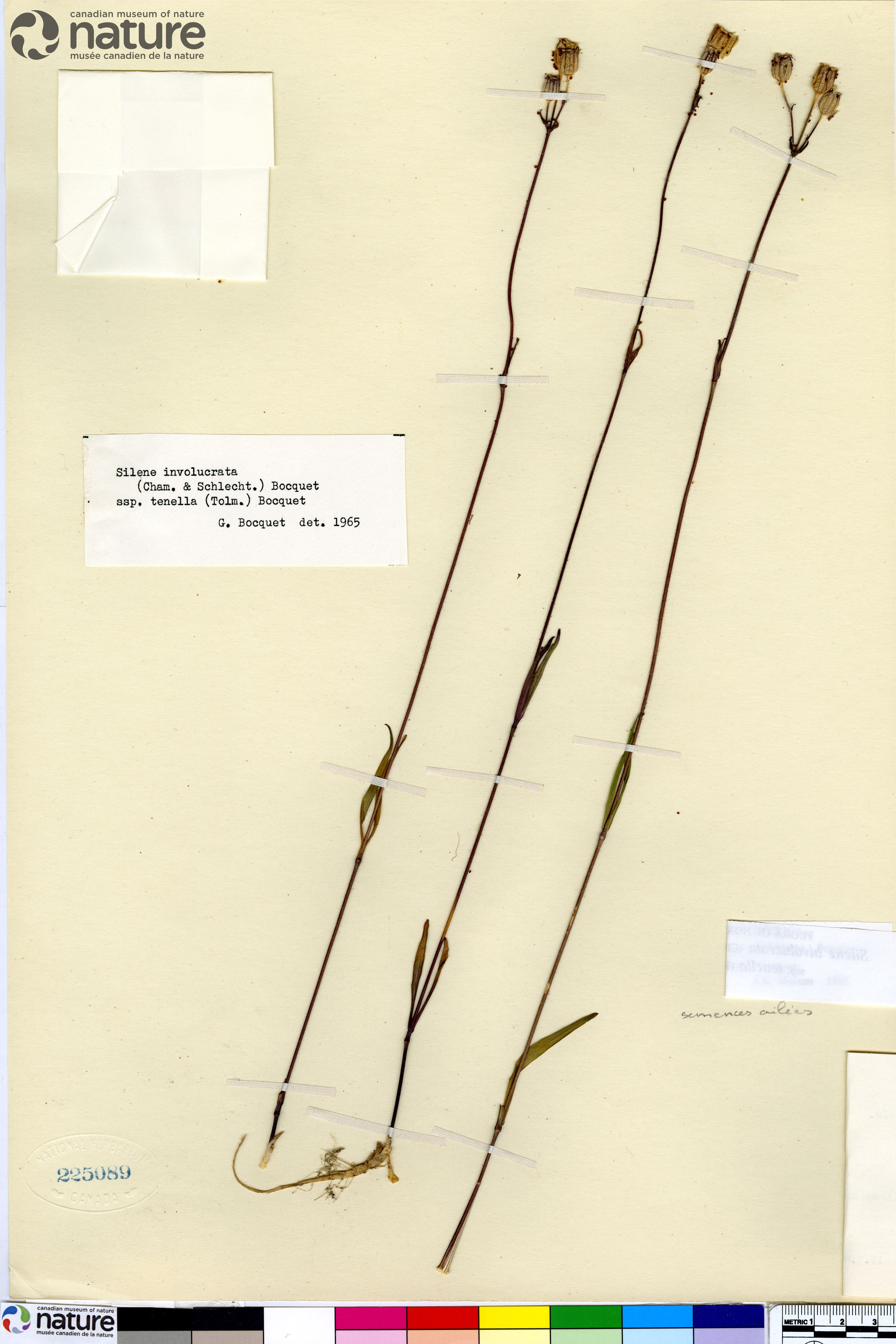 Silene involucrata subsp. tenella image